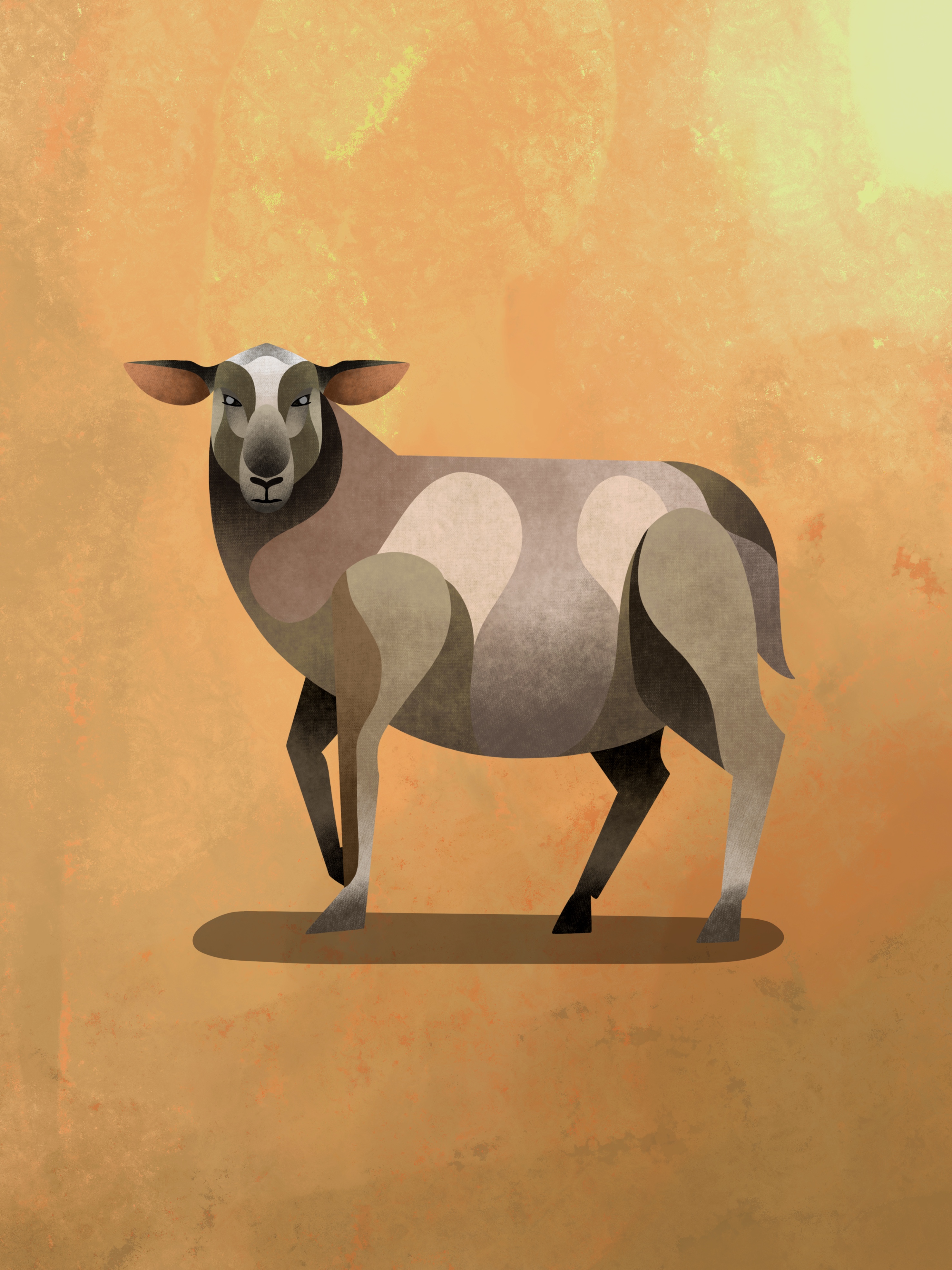 Sheep