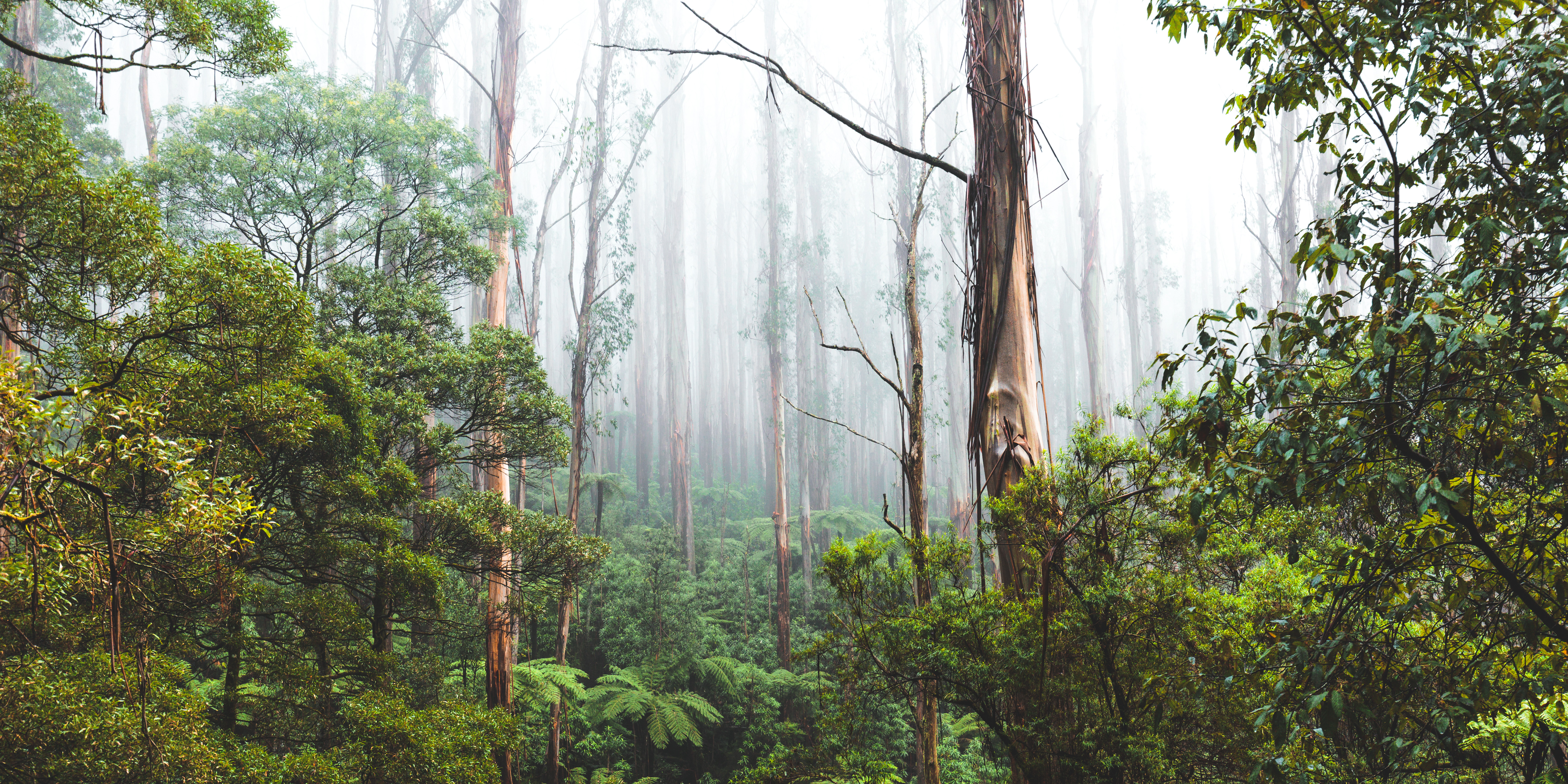 Black Spur