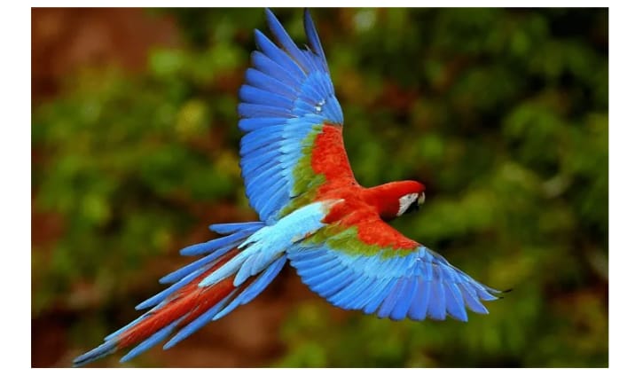Bird