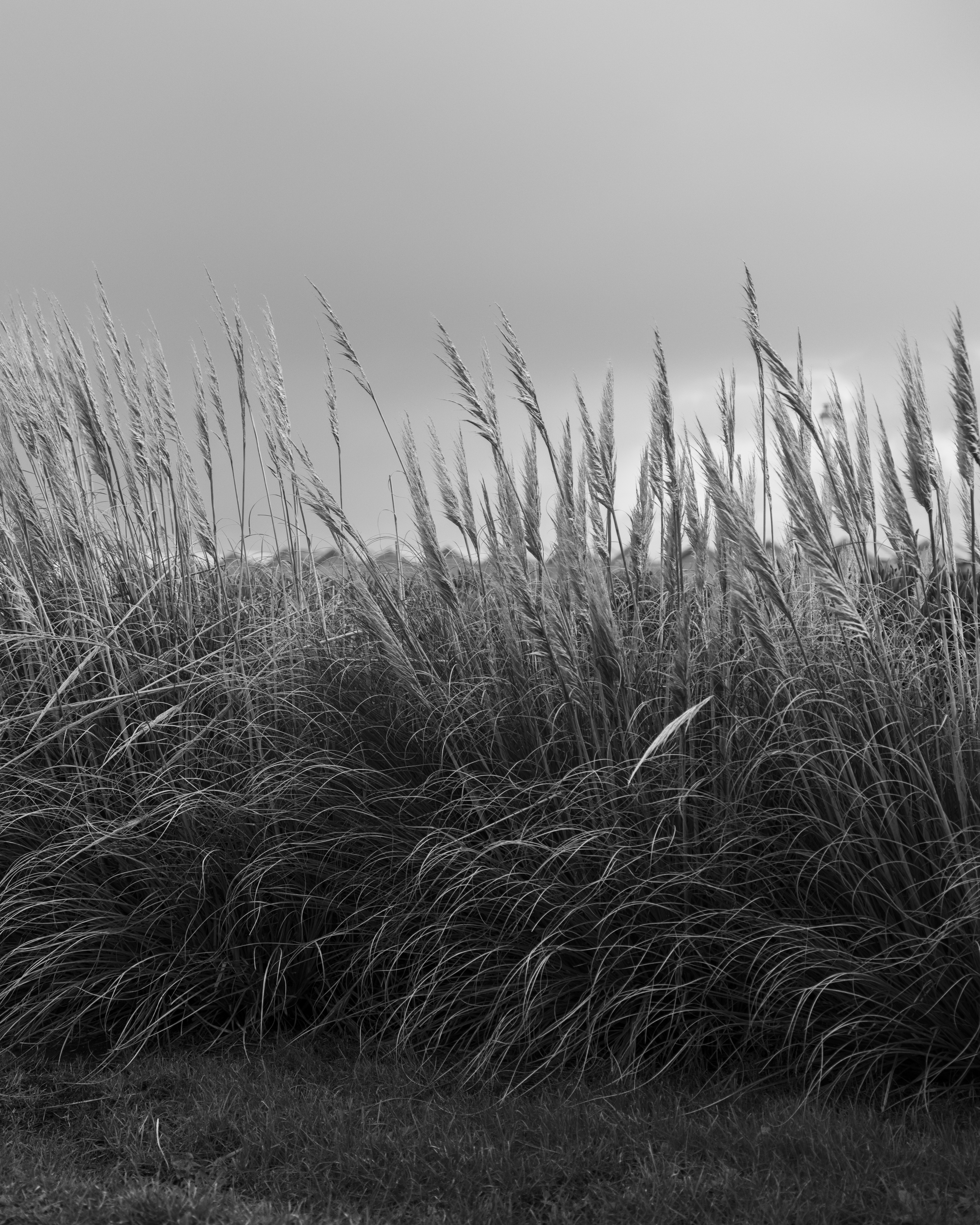 Pampas Grass