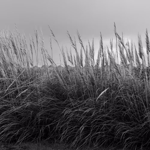 Pampas Grass