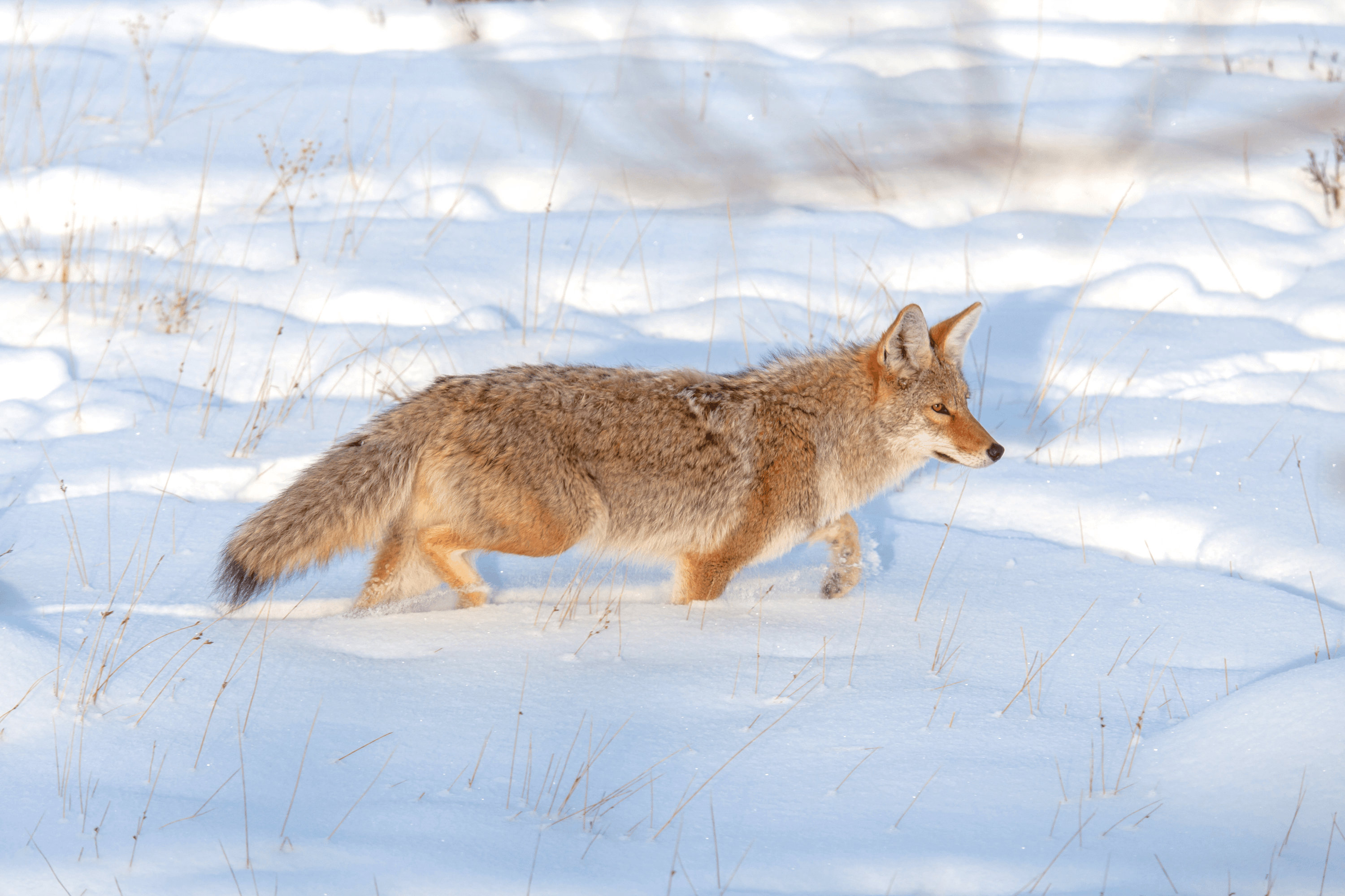 Balance #22 Coyote
