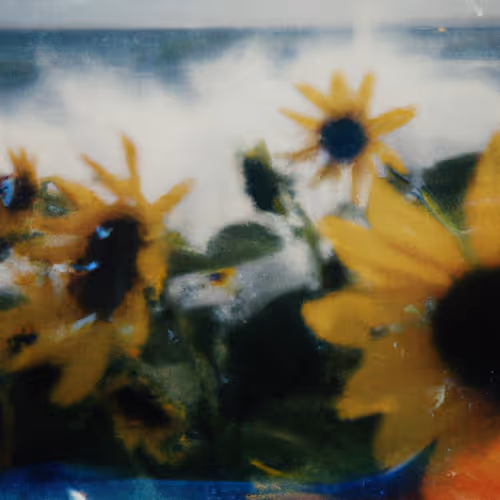 Tsunflower Chaos #50