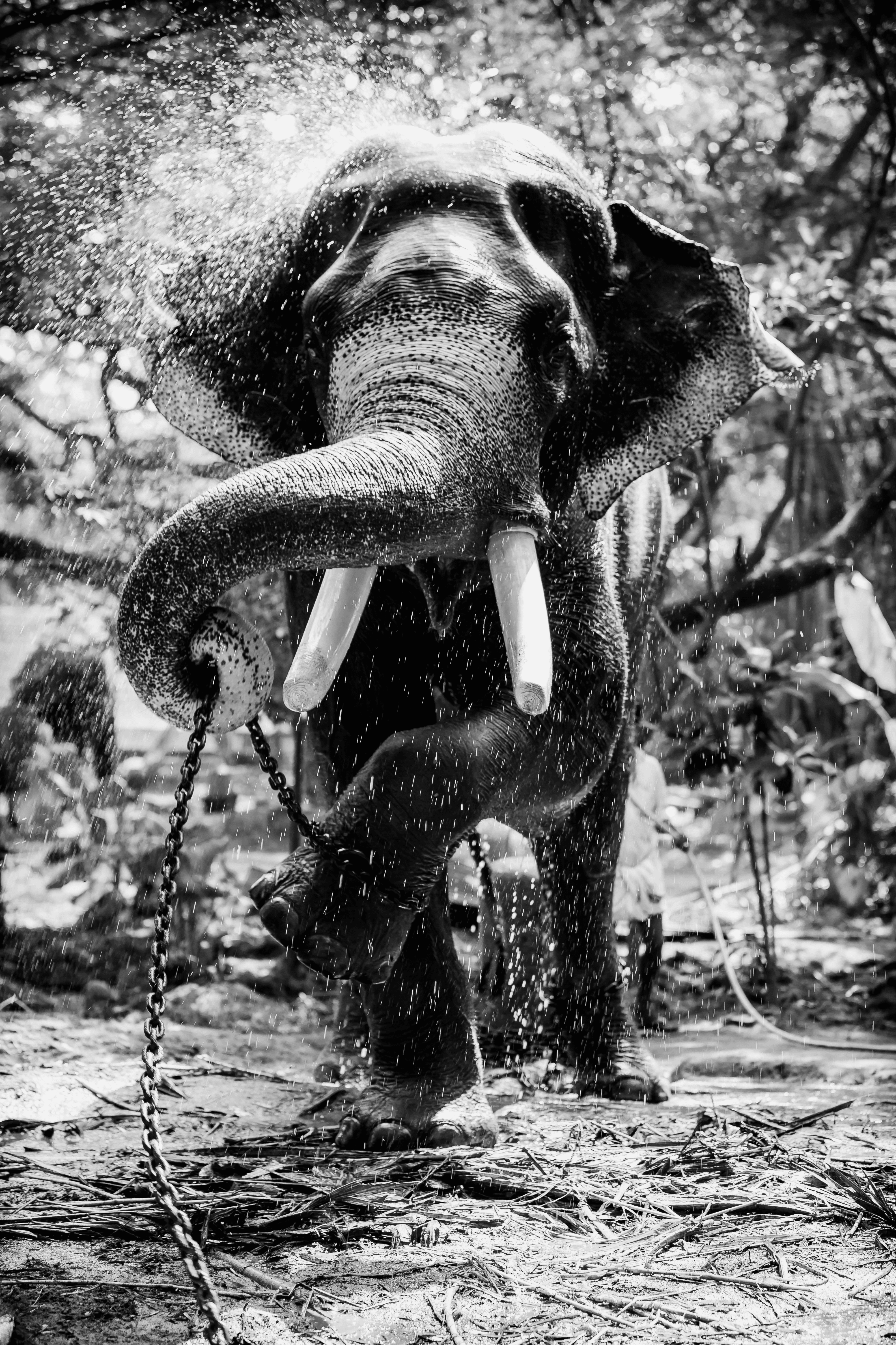 The Dancing Elephant