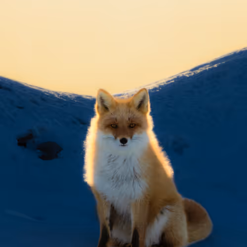 Fox in the morning glow