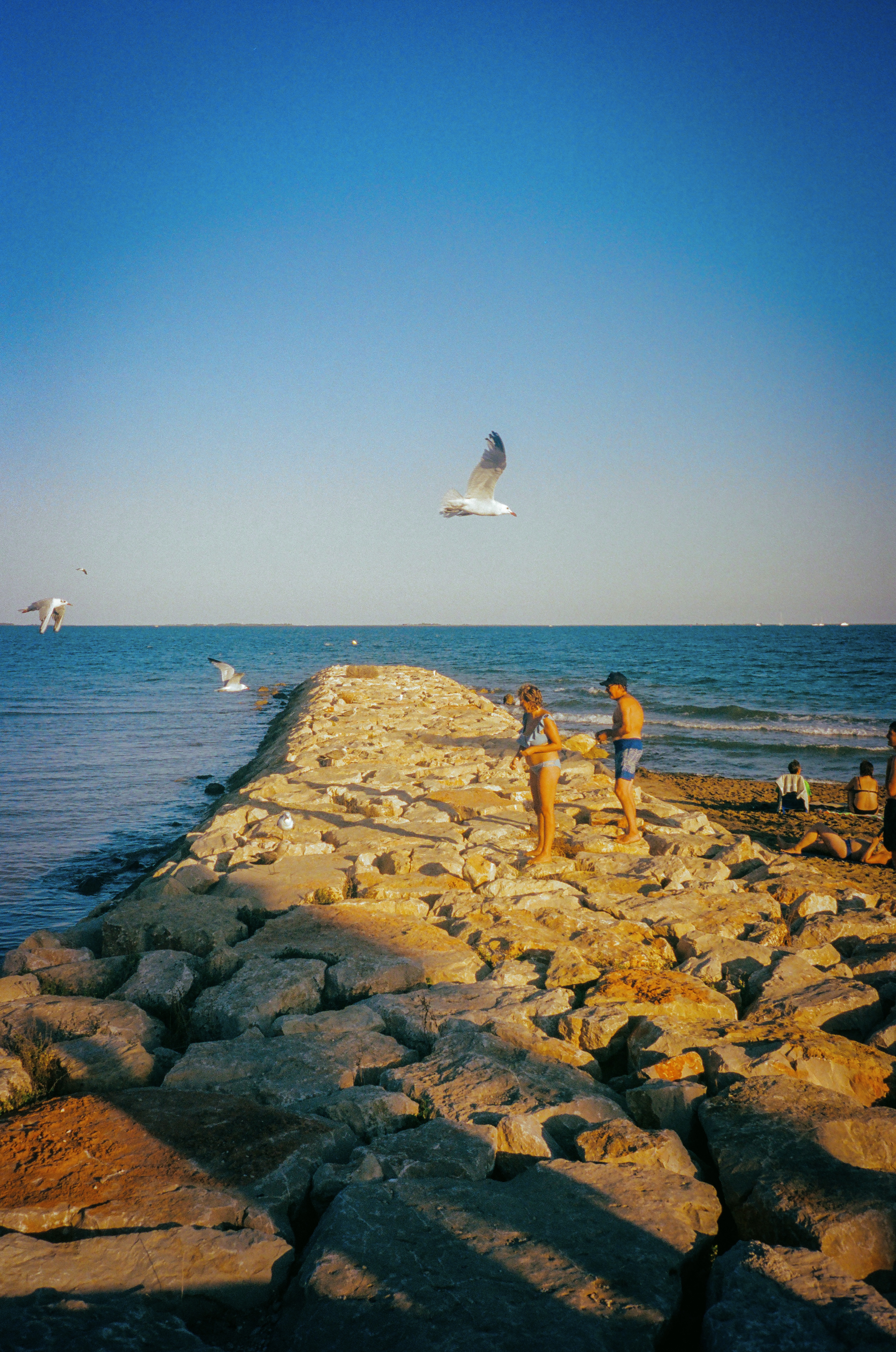 Feed the seagulls