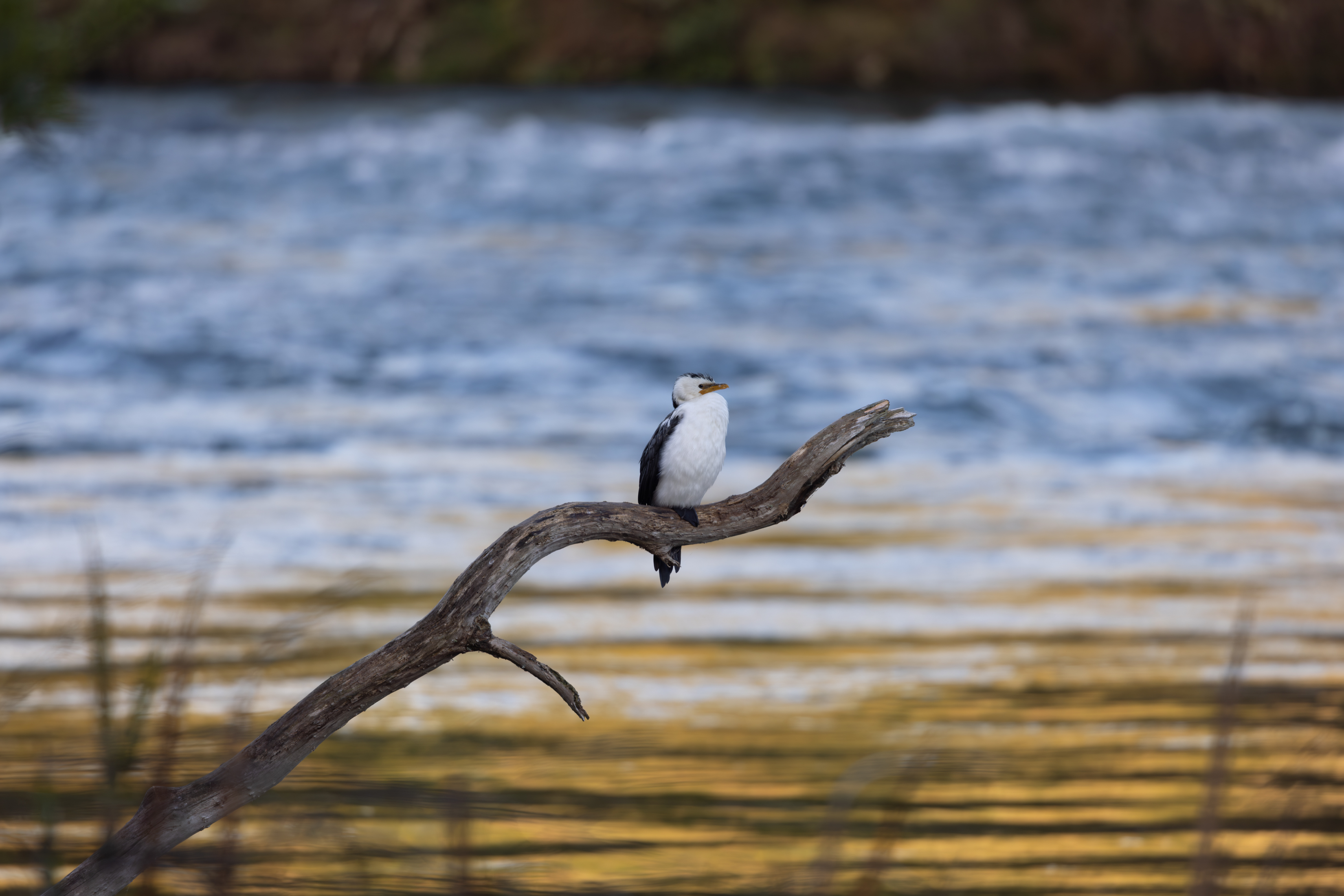 River Watch