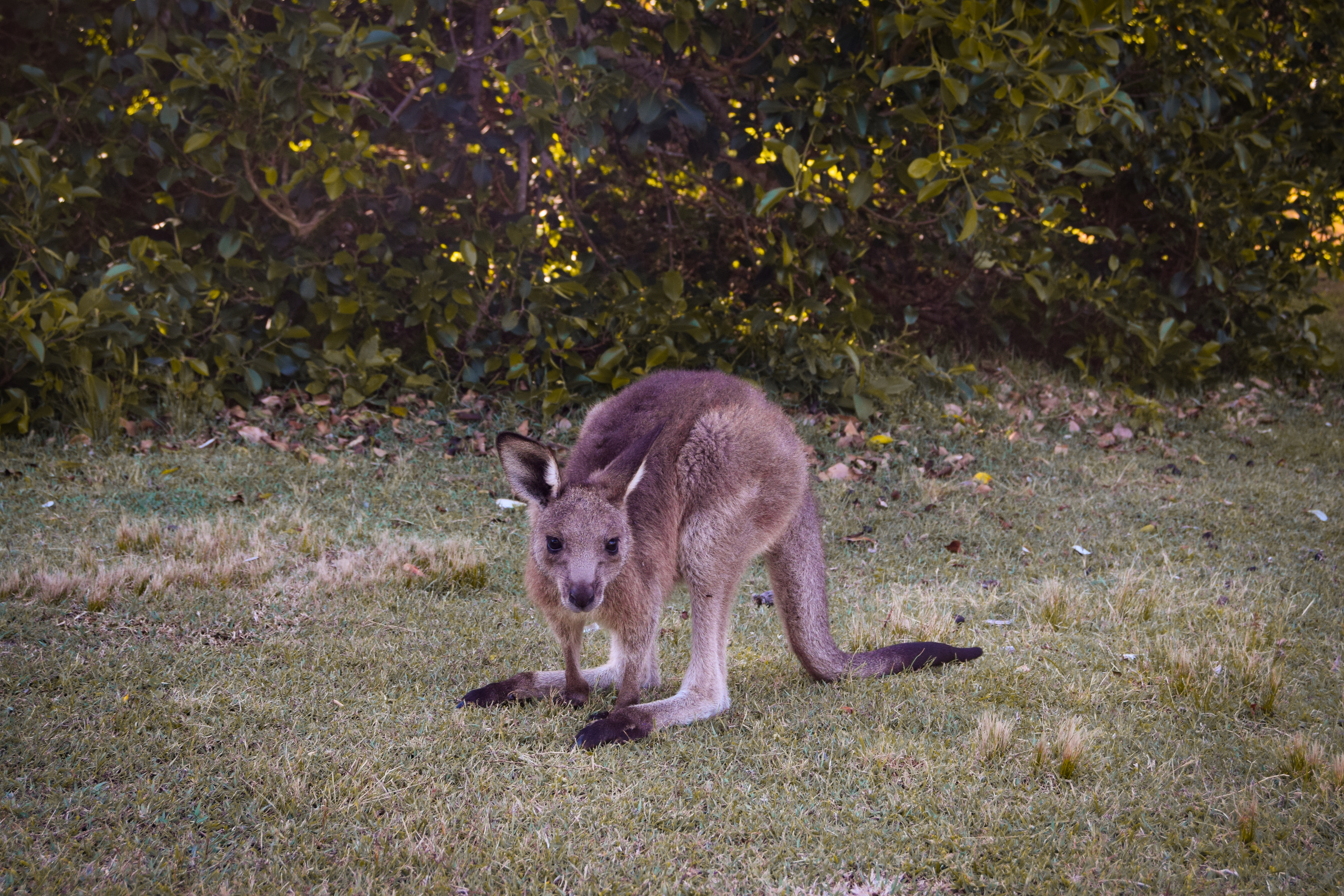 Wild Australia #12