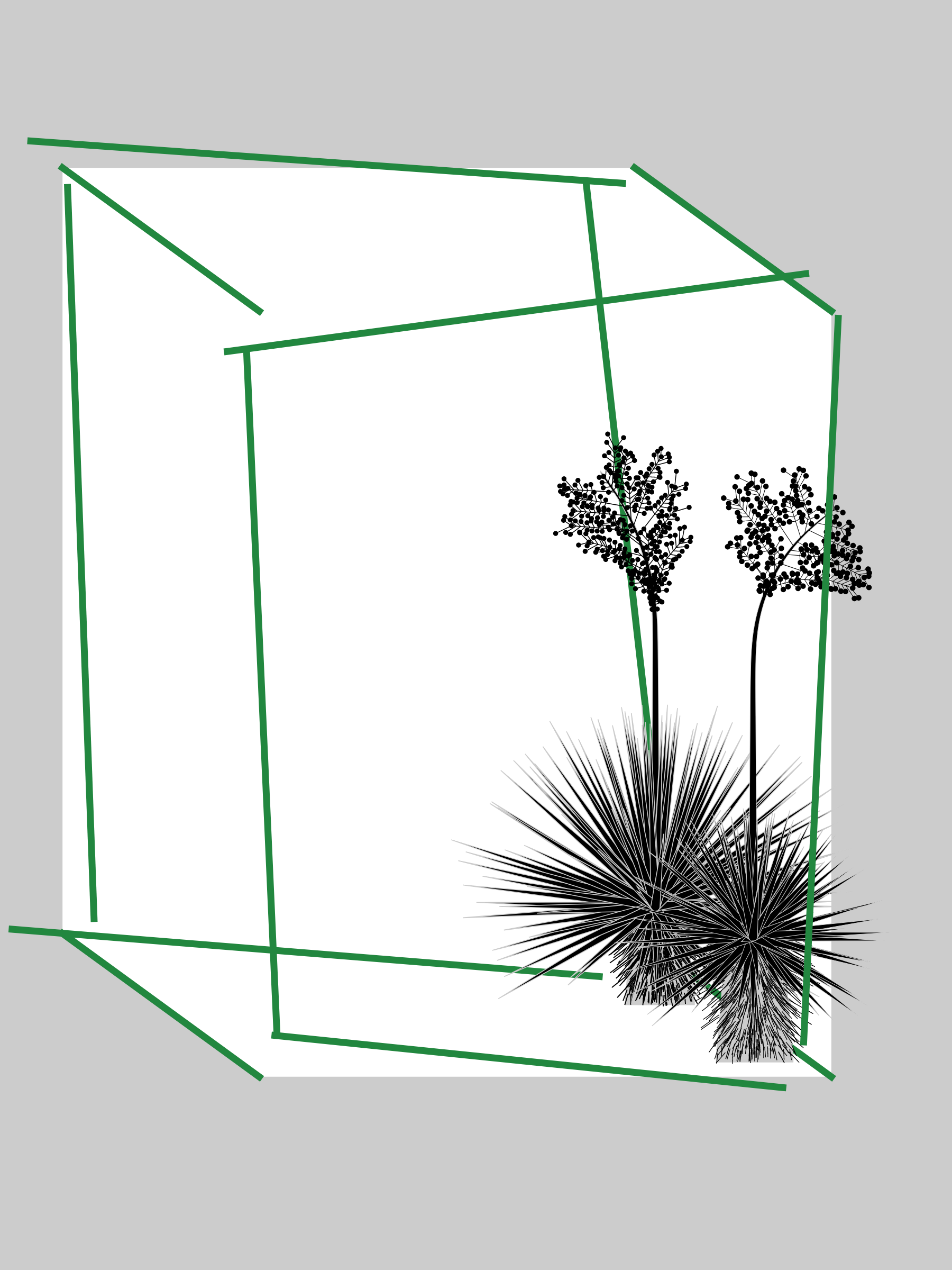 Marfa Yucca #76