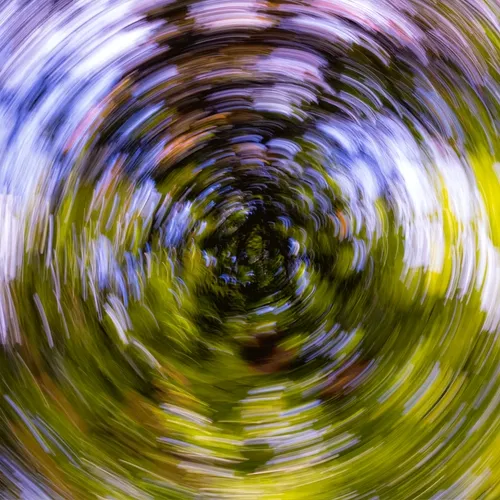 Tree Rings III #24