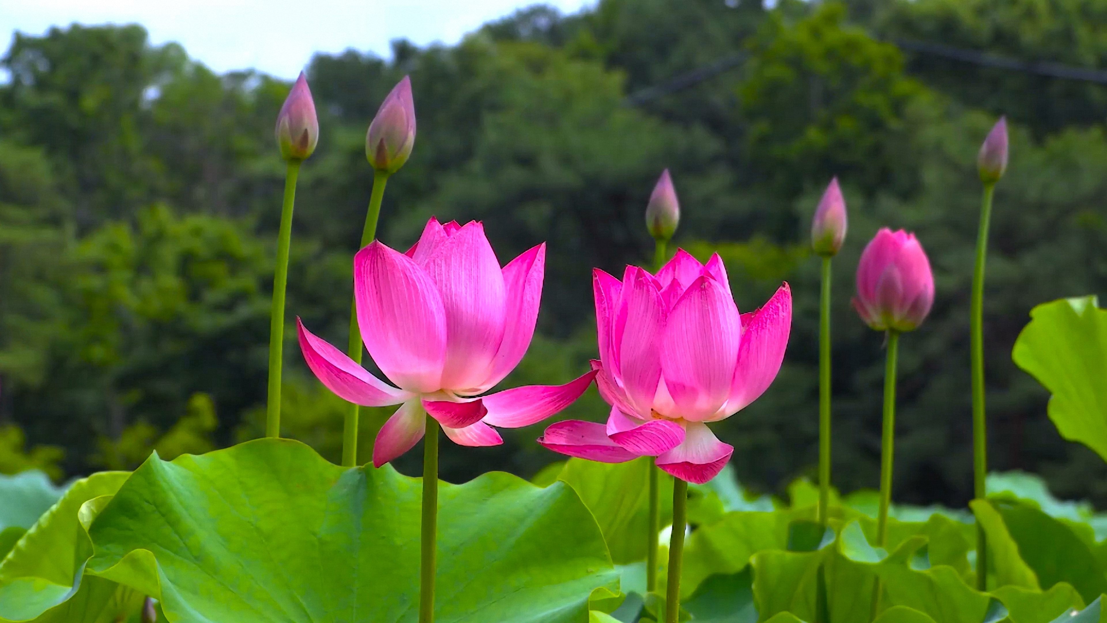 LOTUS FLOWER