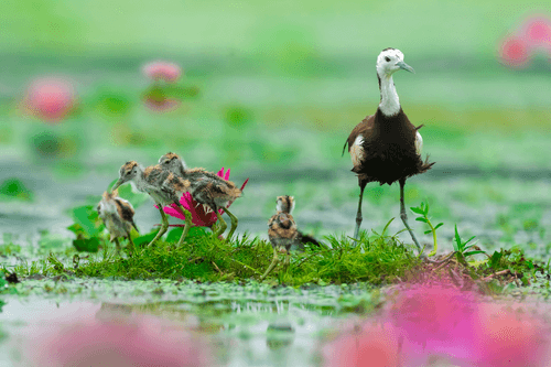 Parenthood (Pheasant Tailed Jacana with Chicks)