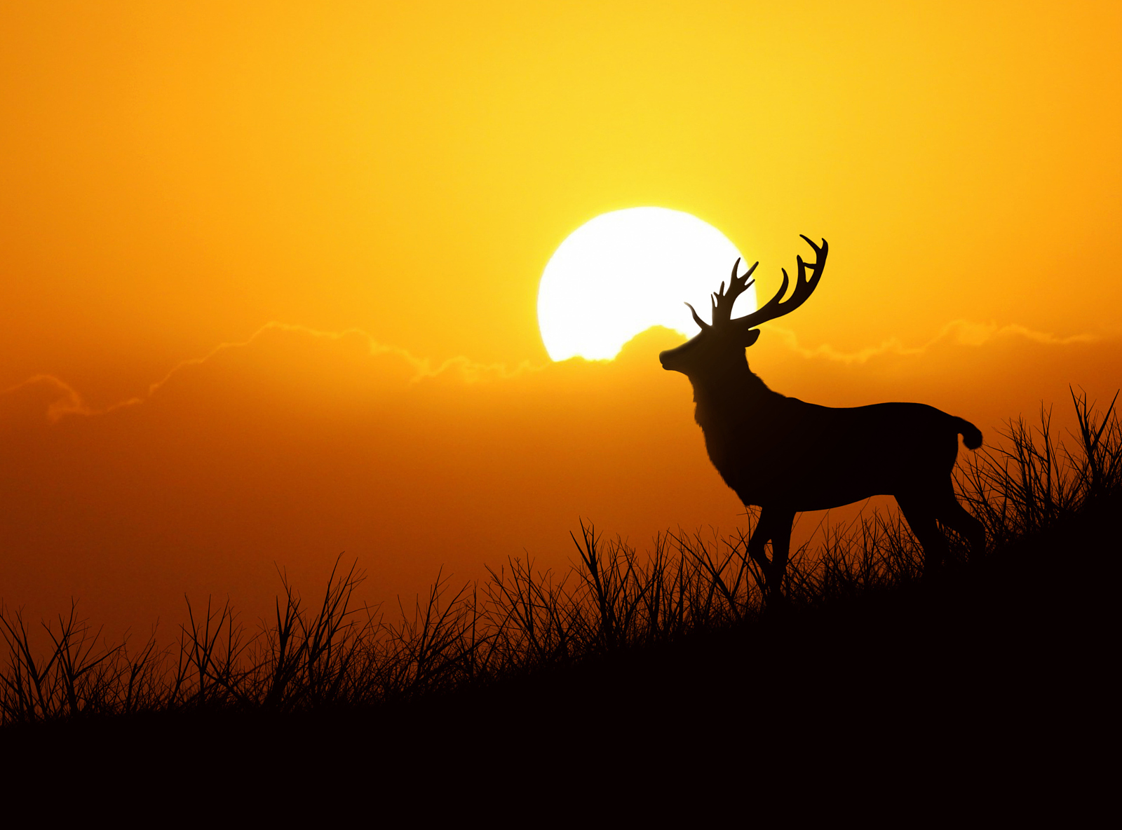 Deer