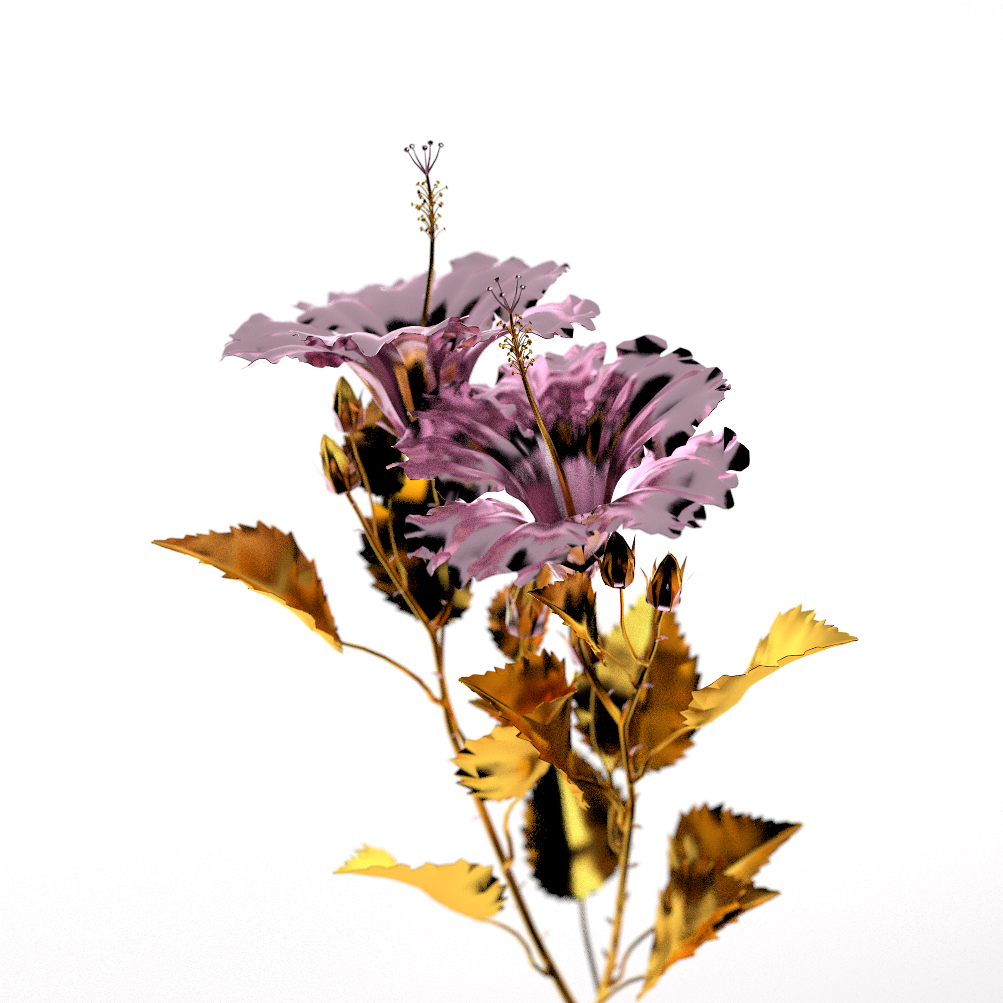 Rare Hibiscus