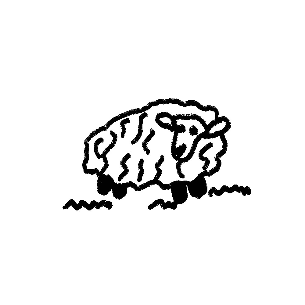 Sheep 