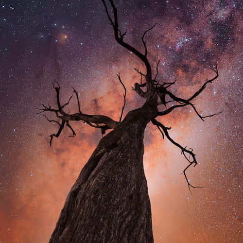 Reach for the stars