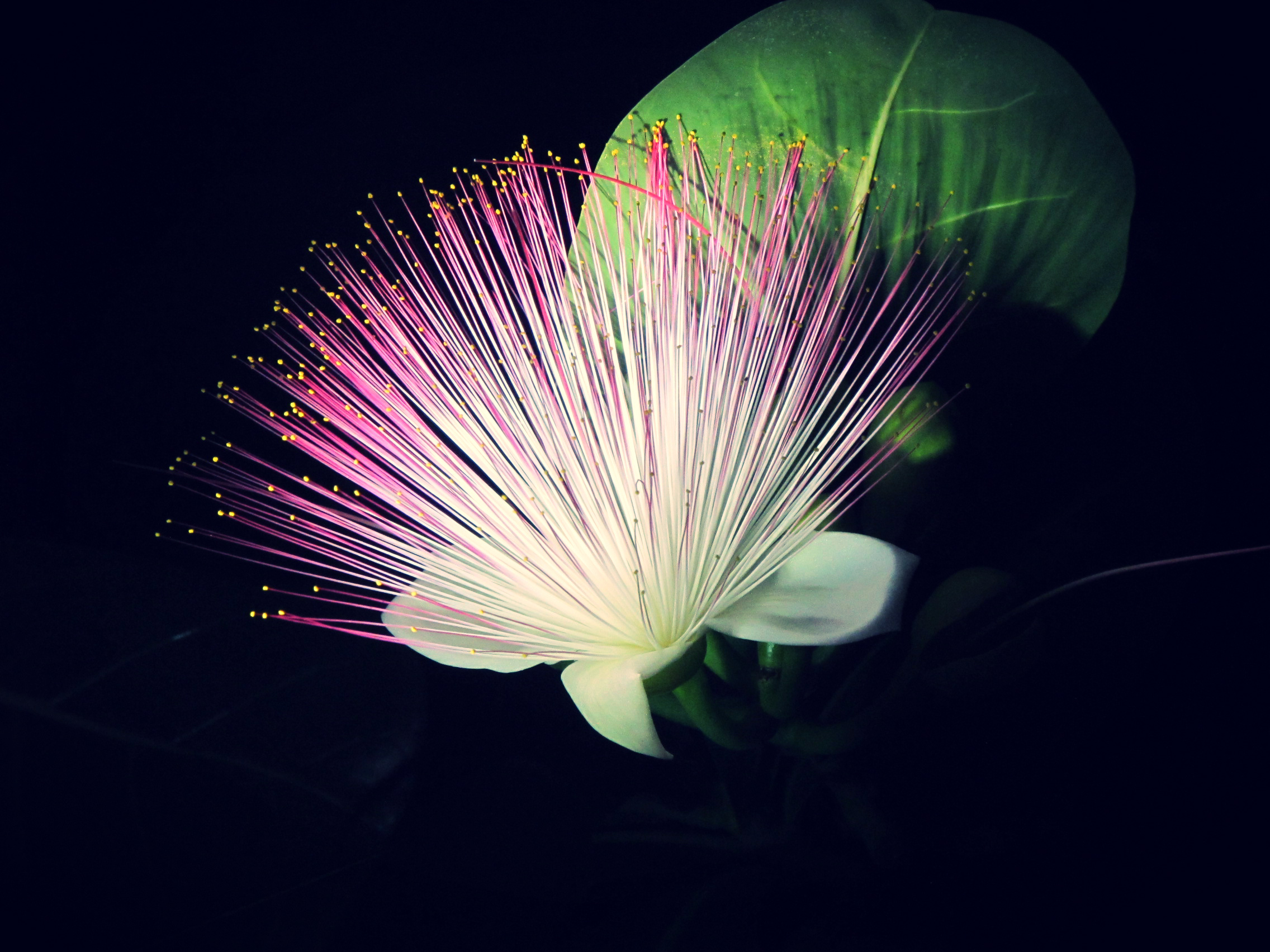FLOWER
