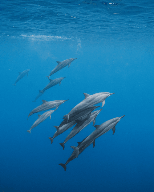 #25: Aquatic Friends