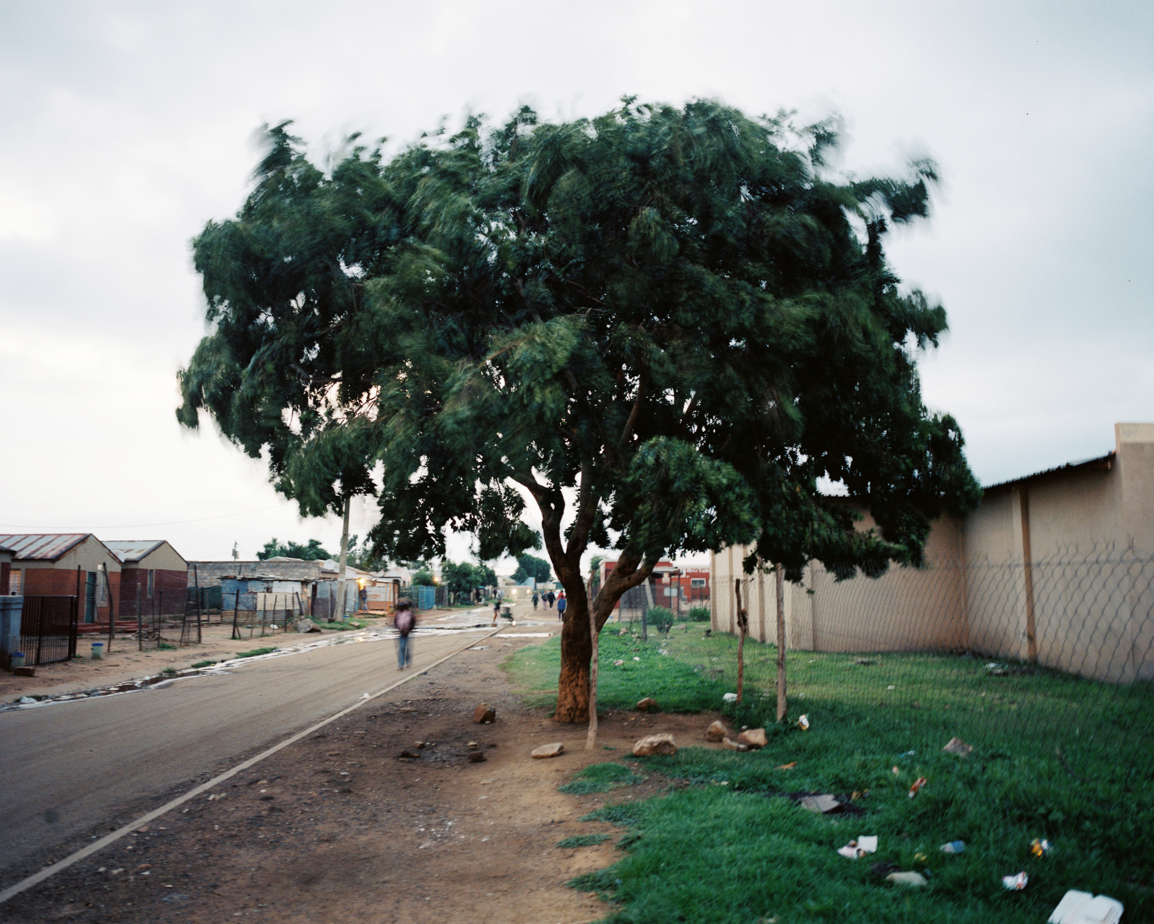 A big tree