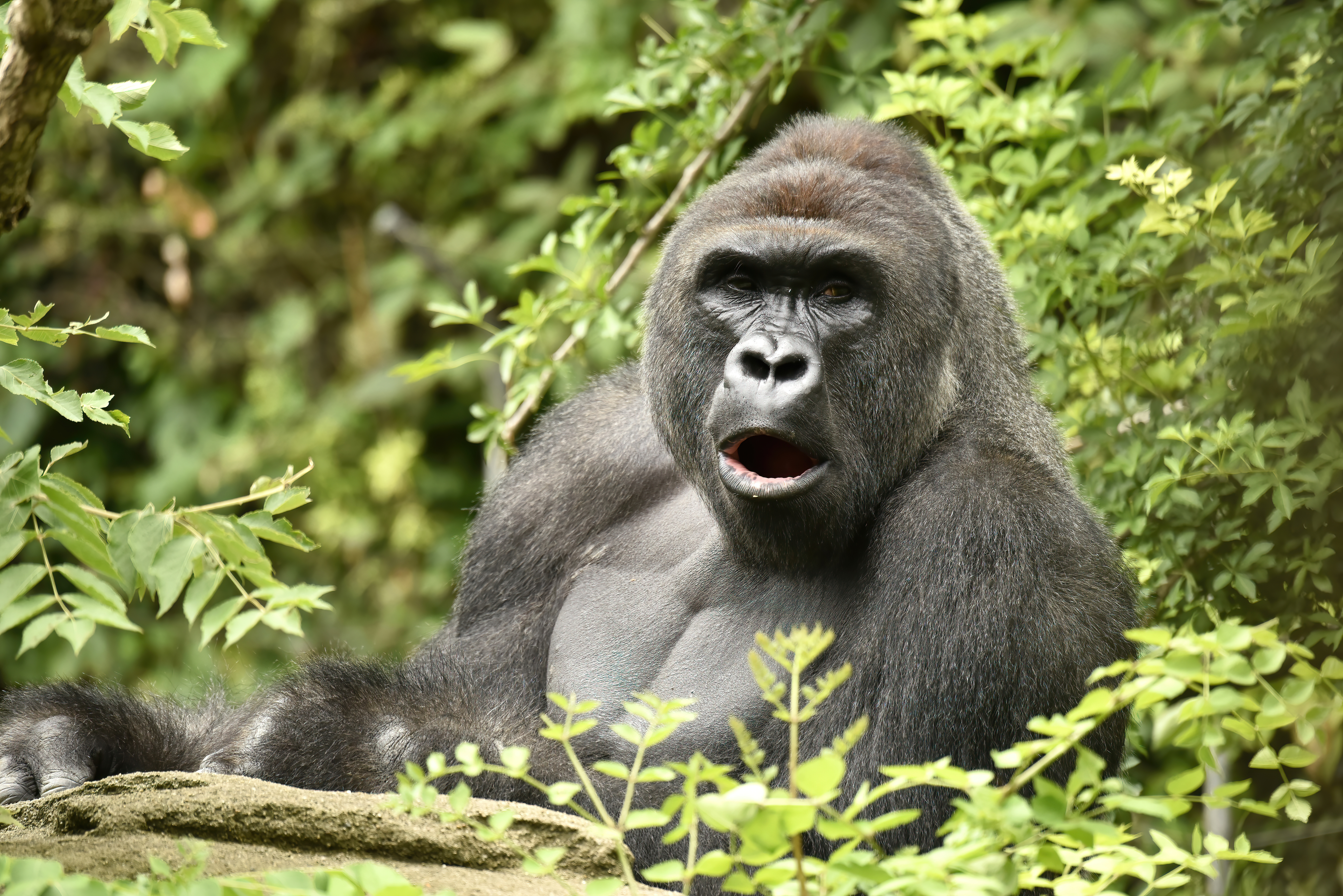 HARAMBE: LEGENDS #79