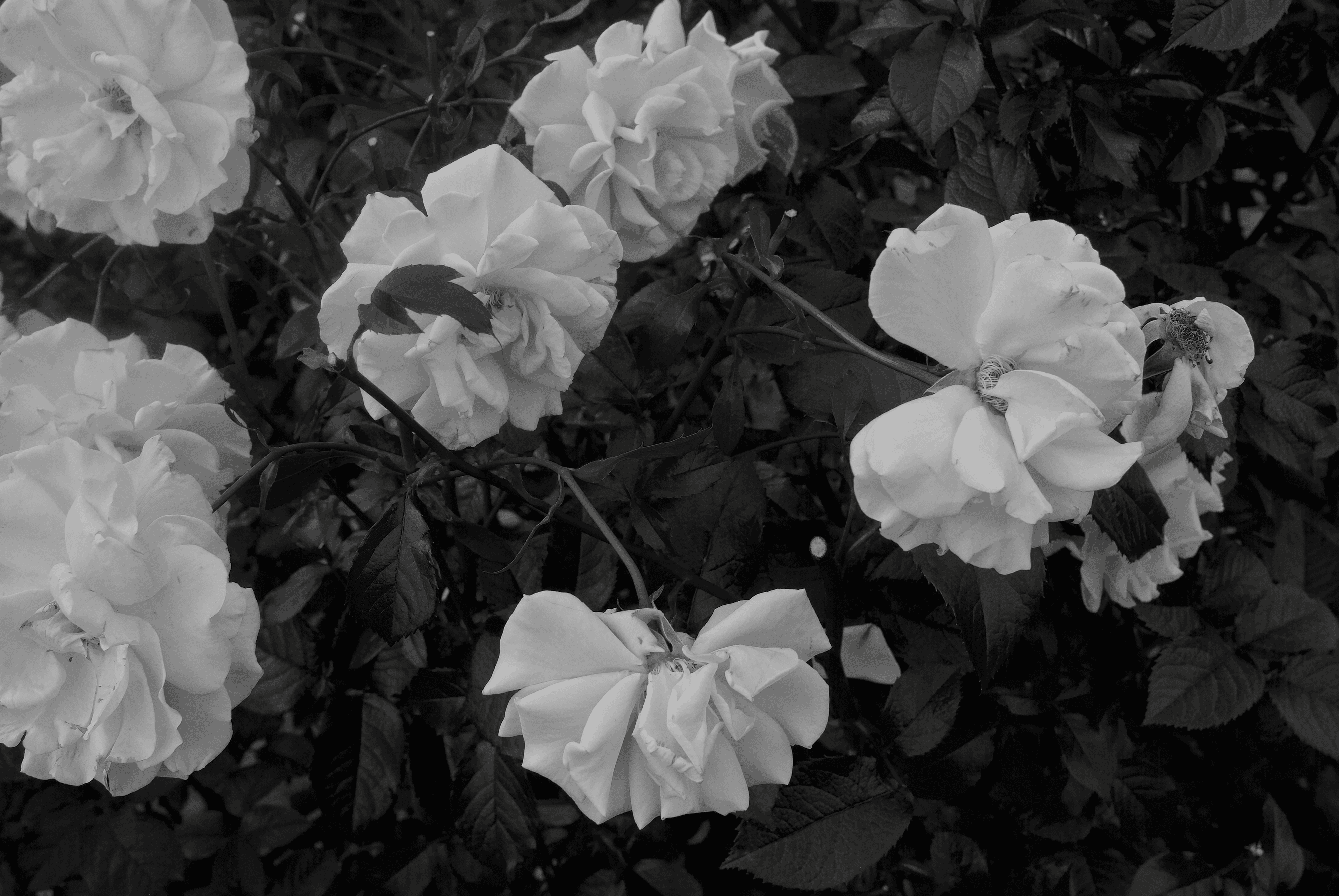 Fragile