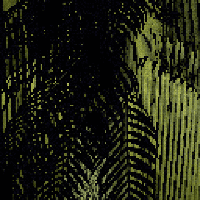 Cocos nucifera - Coconut palm #2