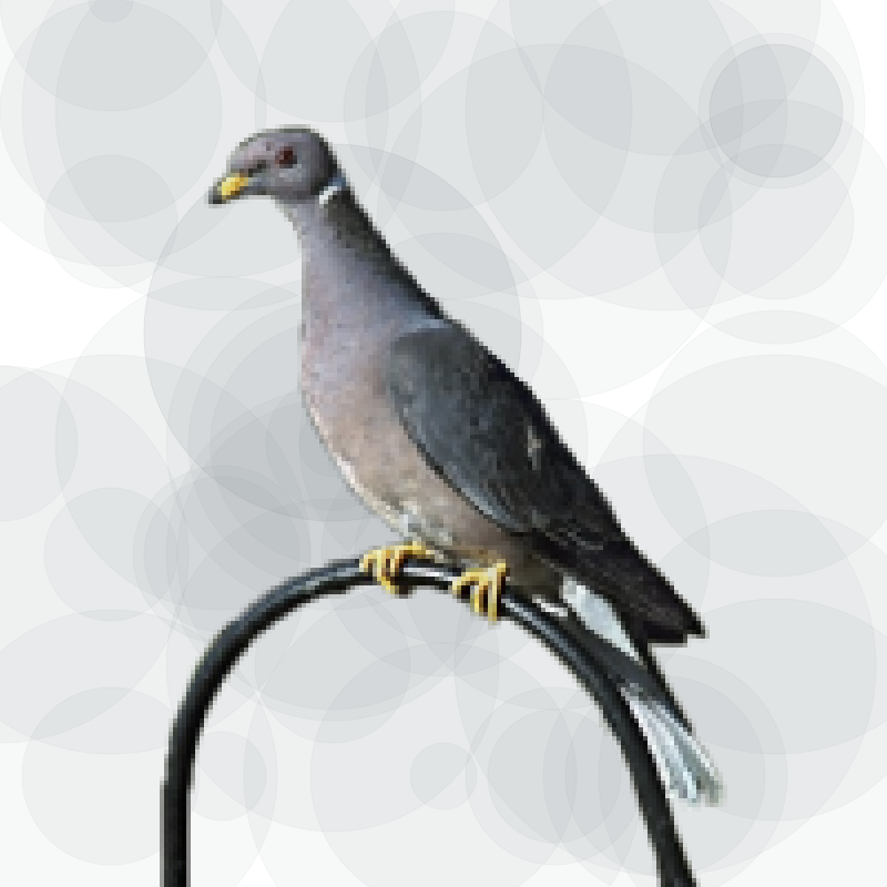 Seamorphus Pigeon #3