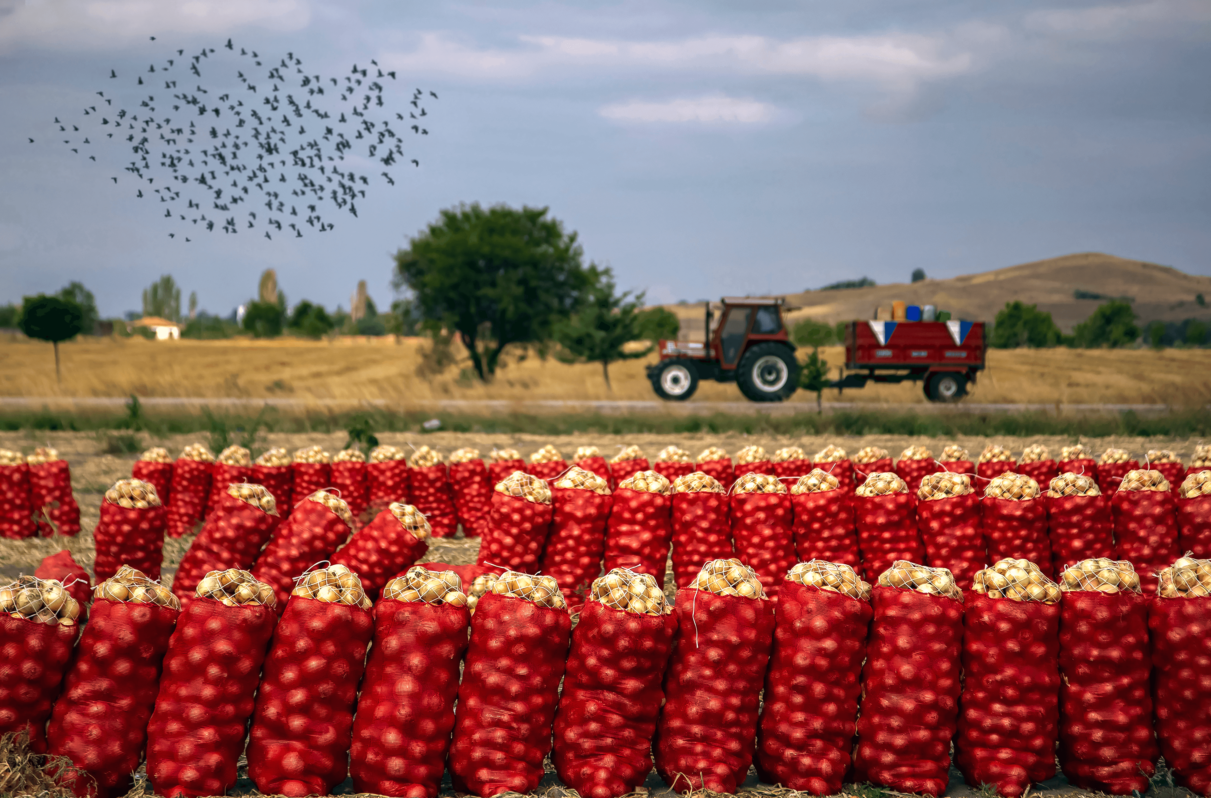 Onion Harvest