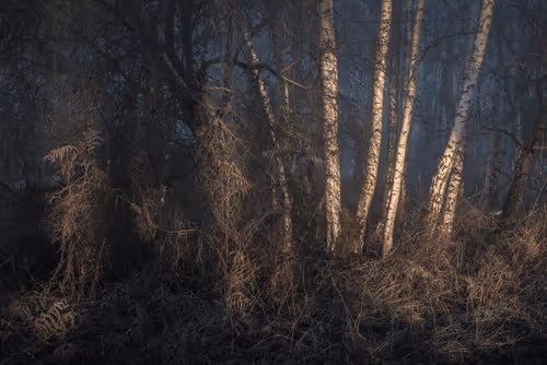 Undergrowth #13 - Disruption