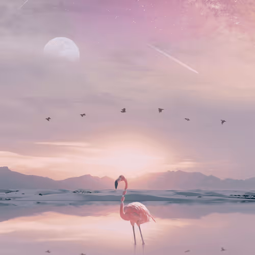 Flamingo Sunset