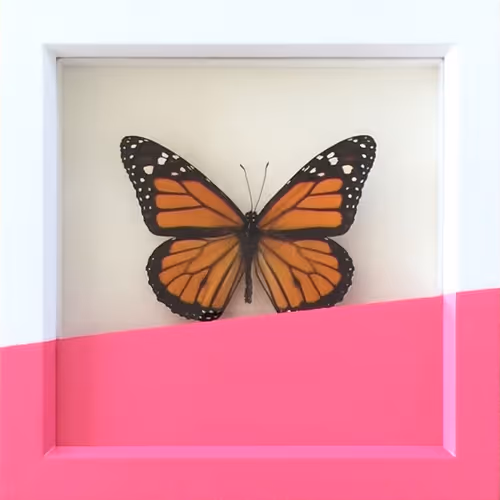 Butterfly Pink Dip