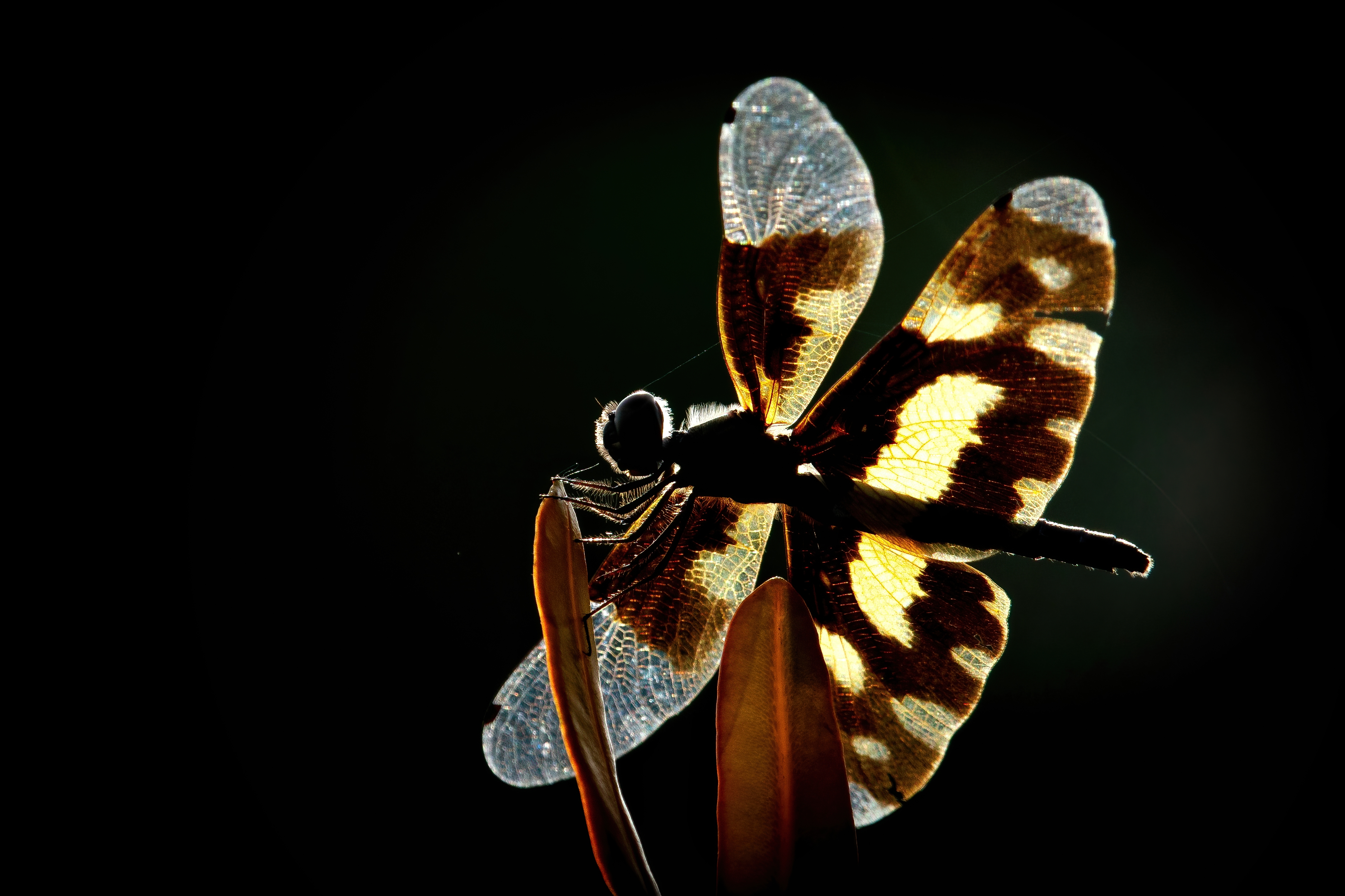 Backlight Beauty