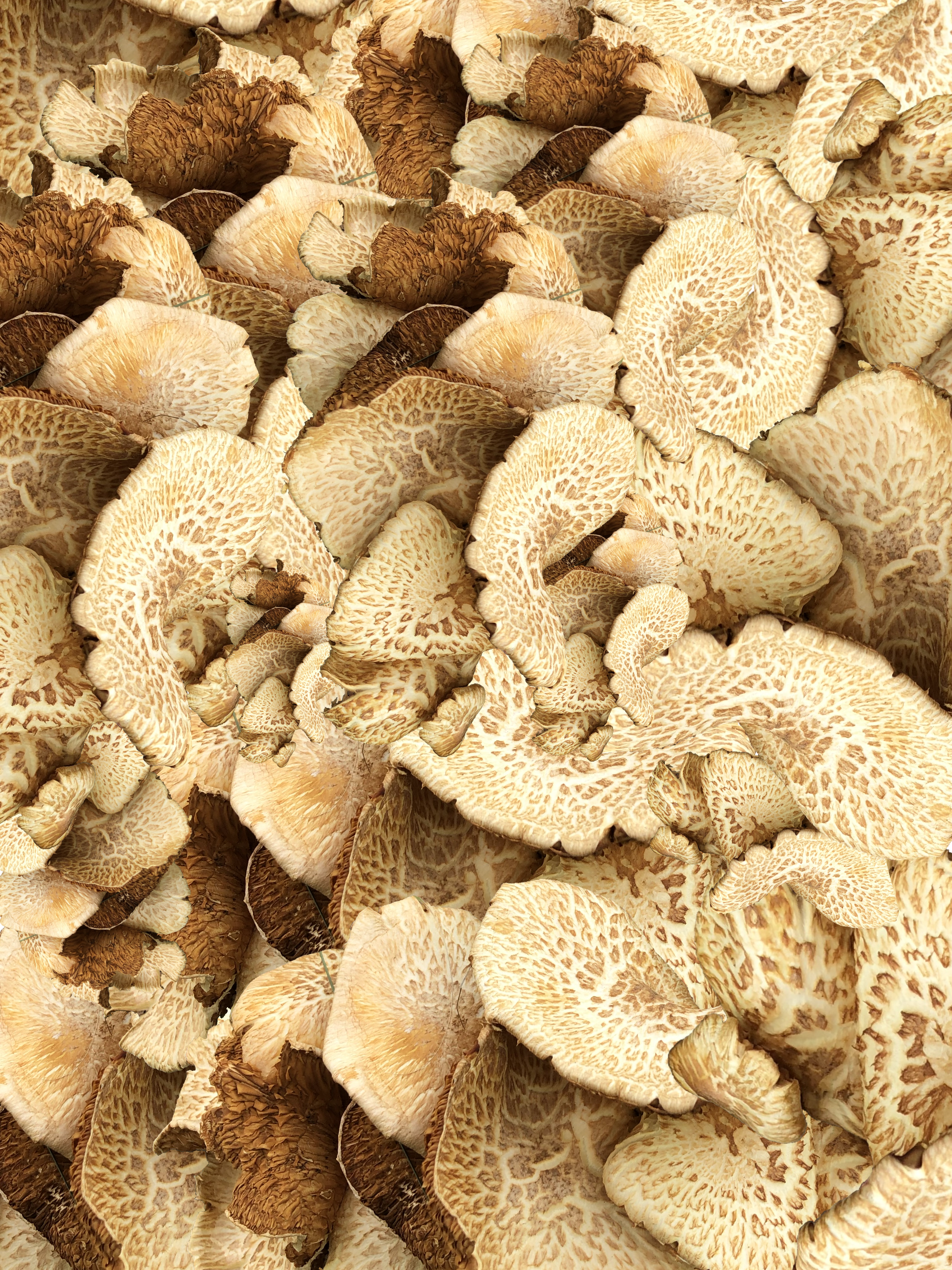 Shroomscape