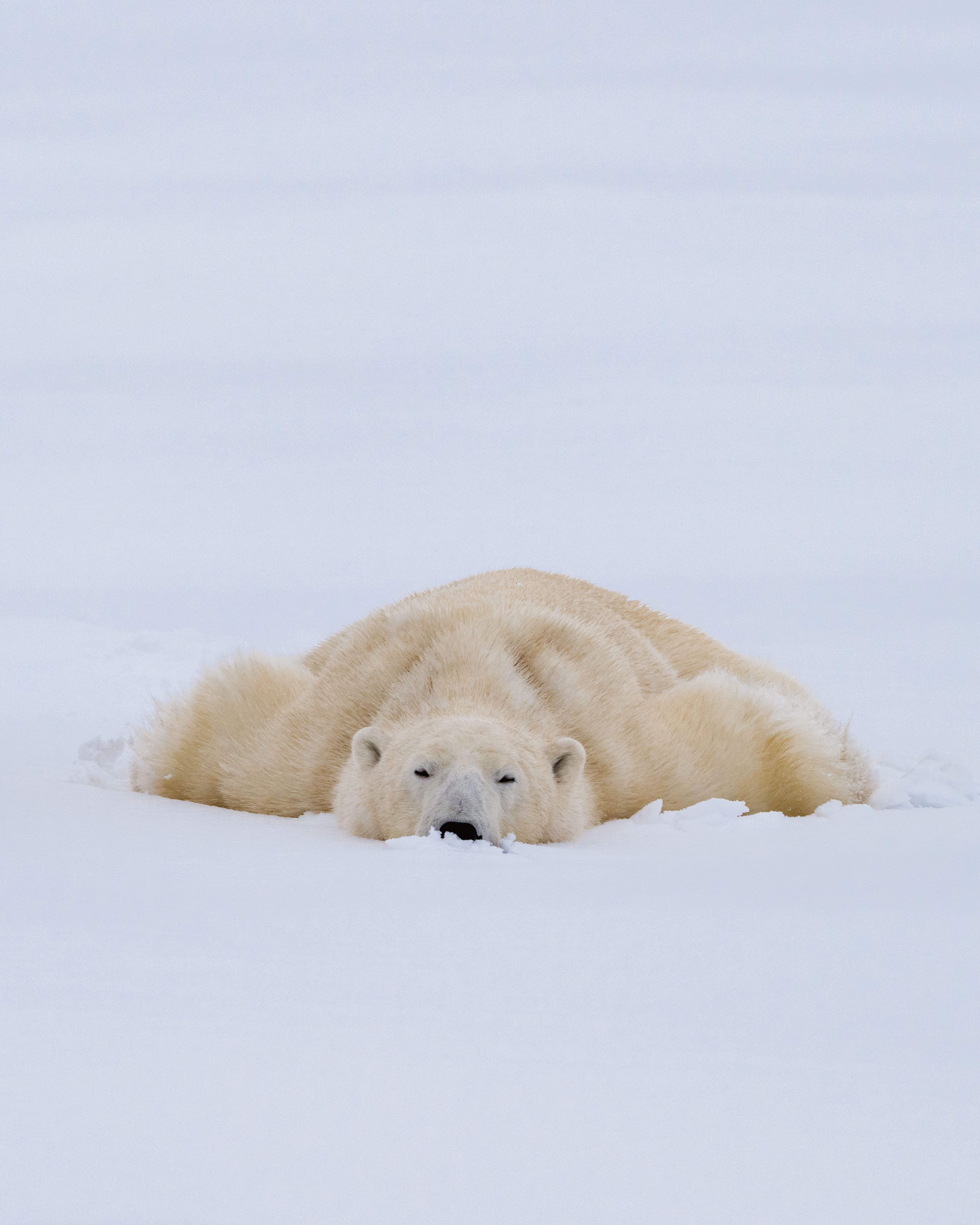 Arctic Dreams