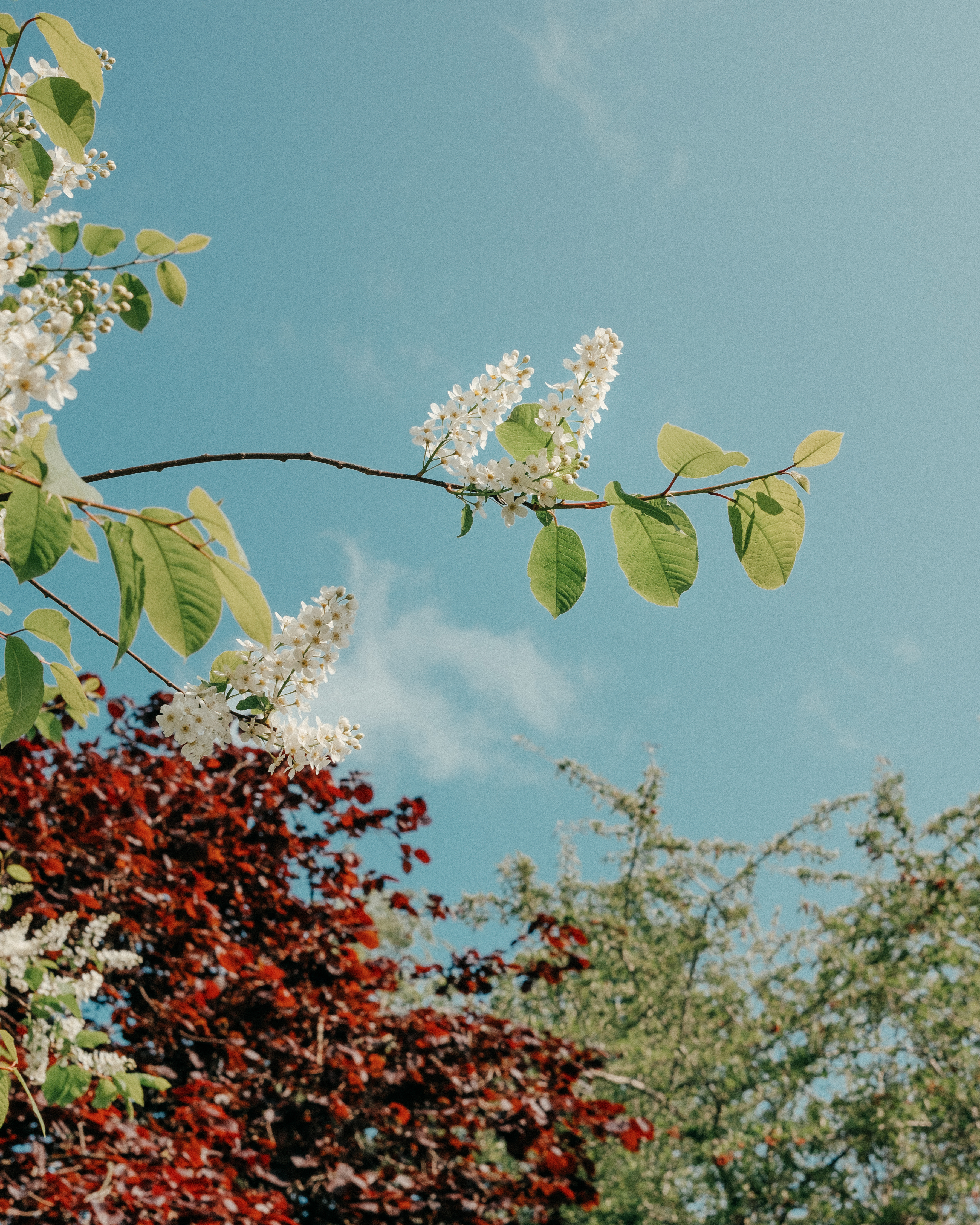 Bird Cherry #44