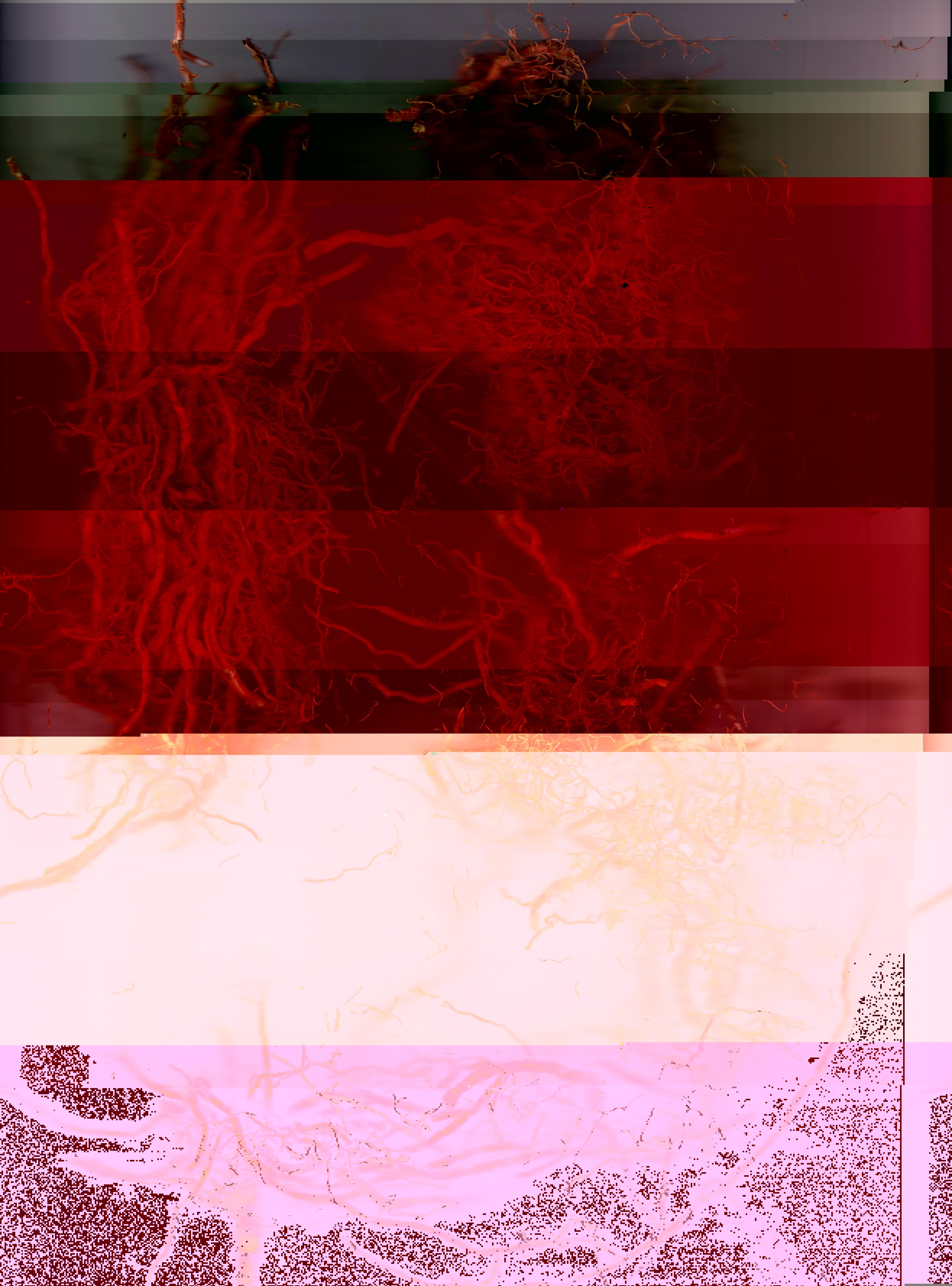 Blorgg Honklorph Malfonxia b[4]