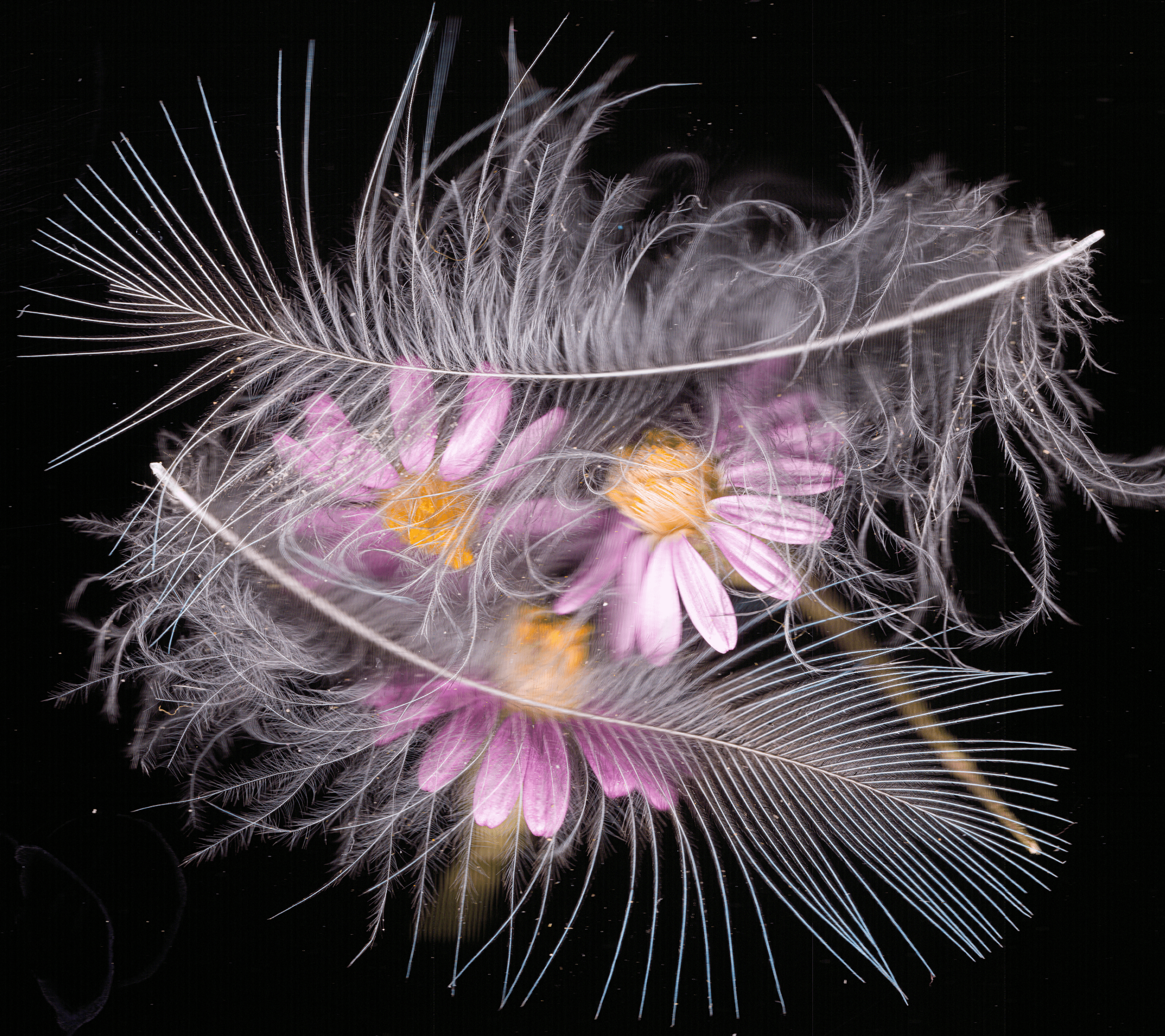 Wild feathers and California astor flowers