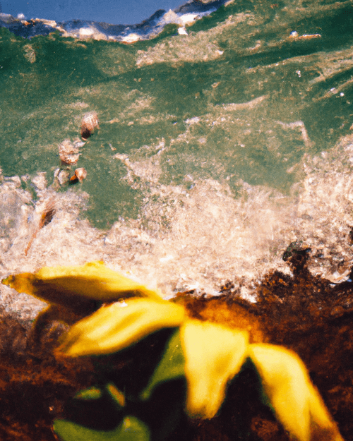 Tsunflower Chaos #145