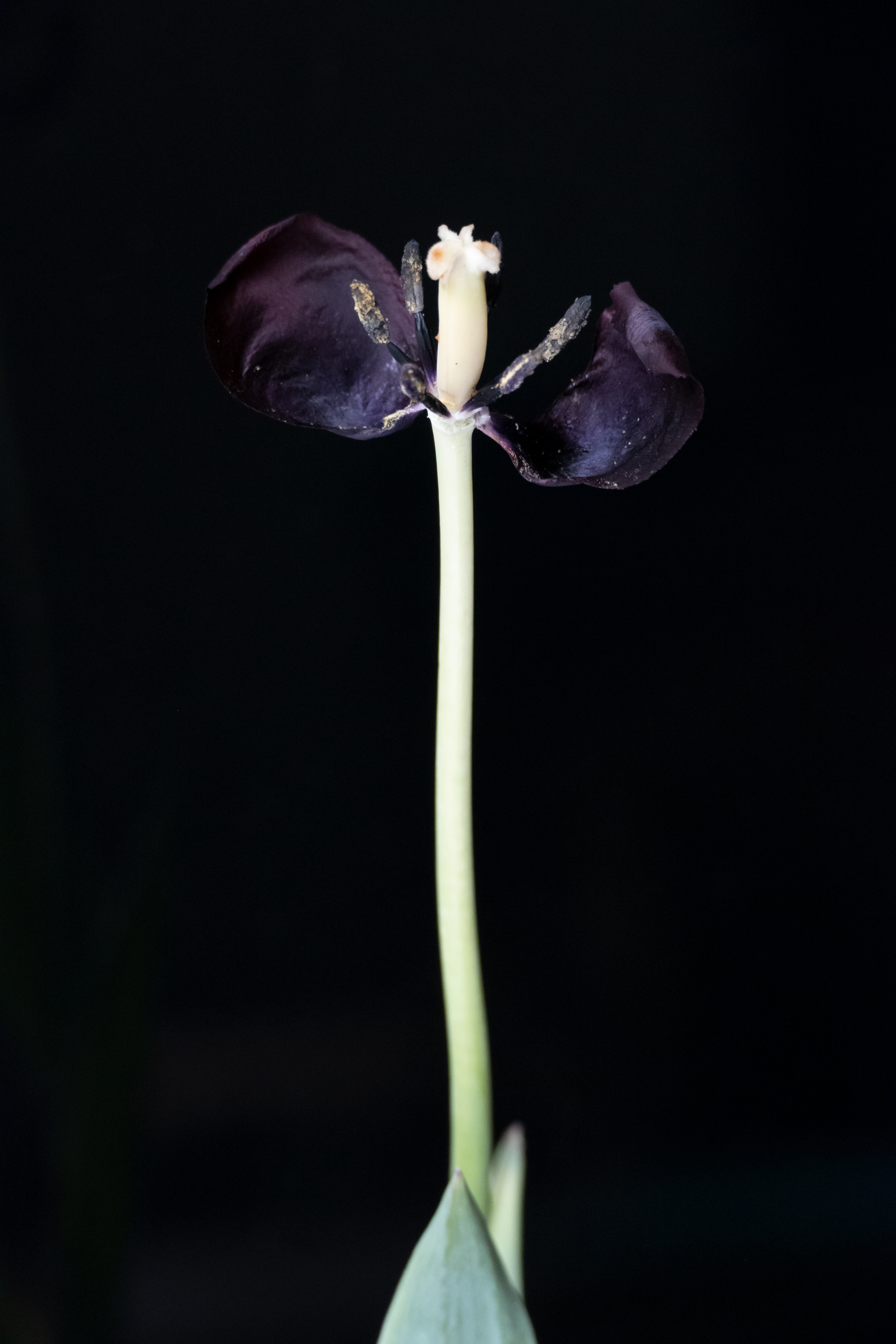 La Tulipe Noire