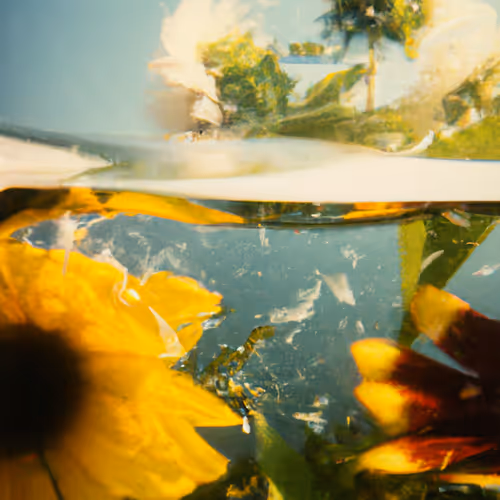 Tsunflower Chaos #68