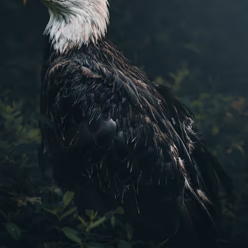 Woodland Sentry #2/3