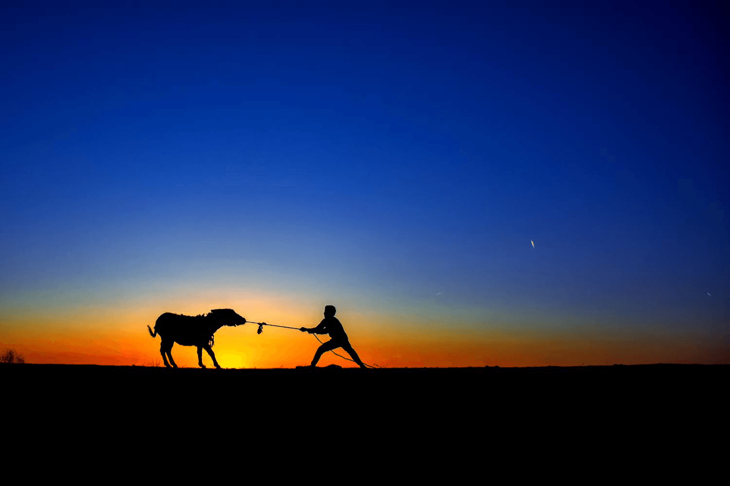 Donkey and Boy #4