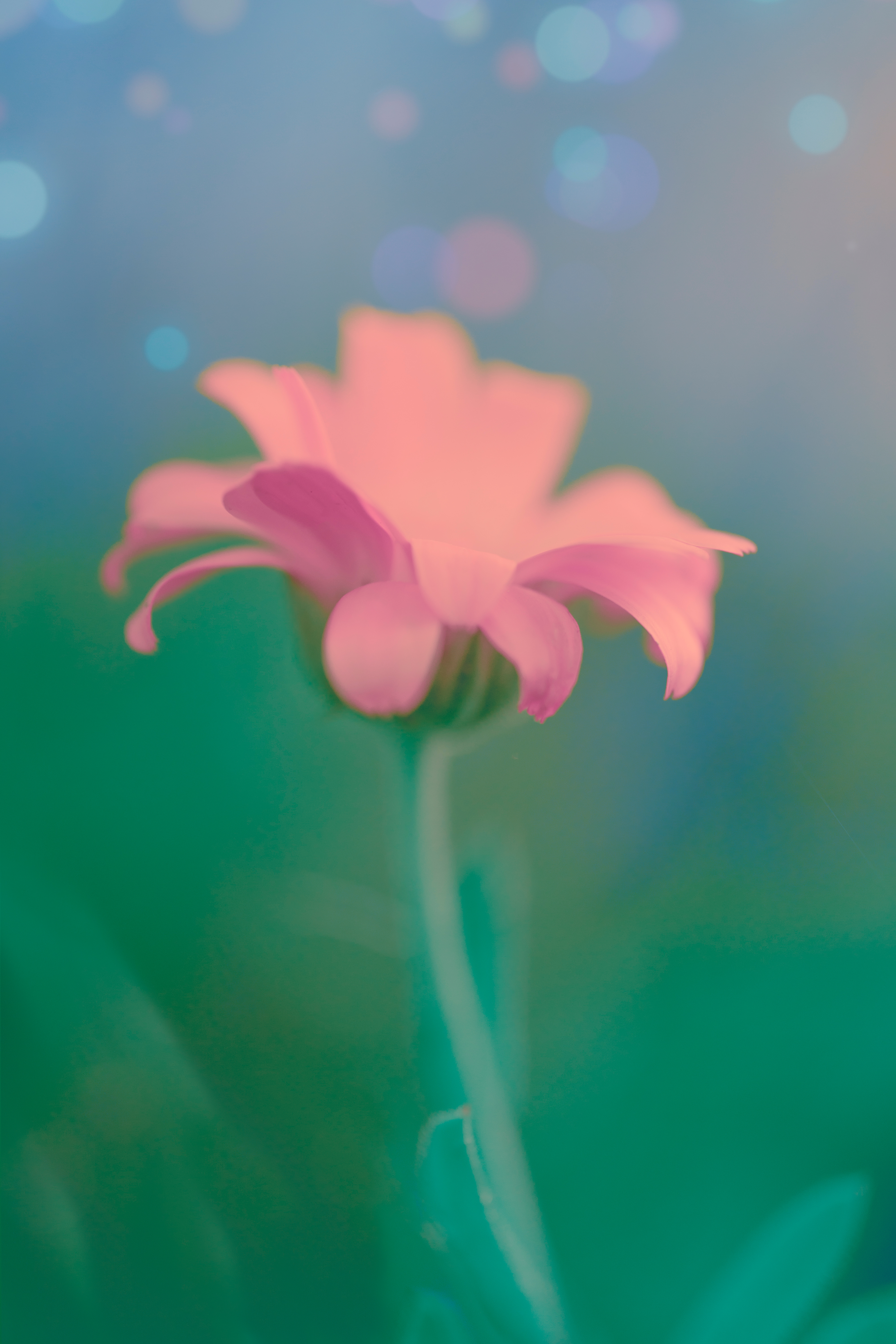 The Virtue of Tenderness
