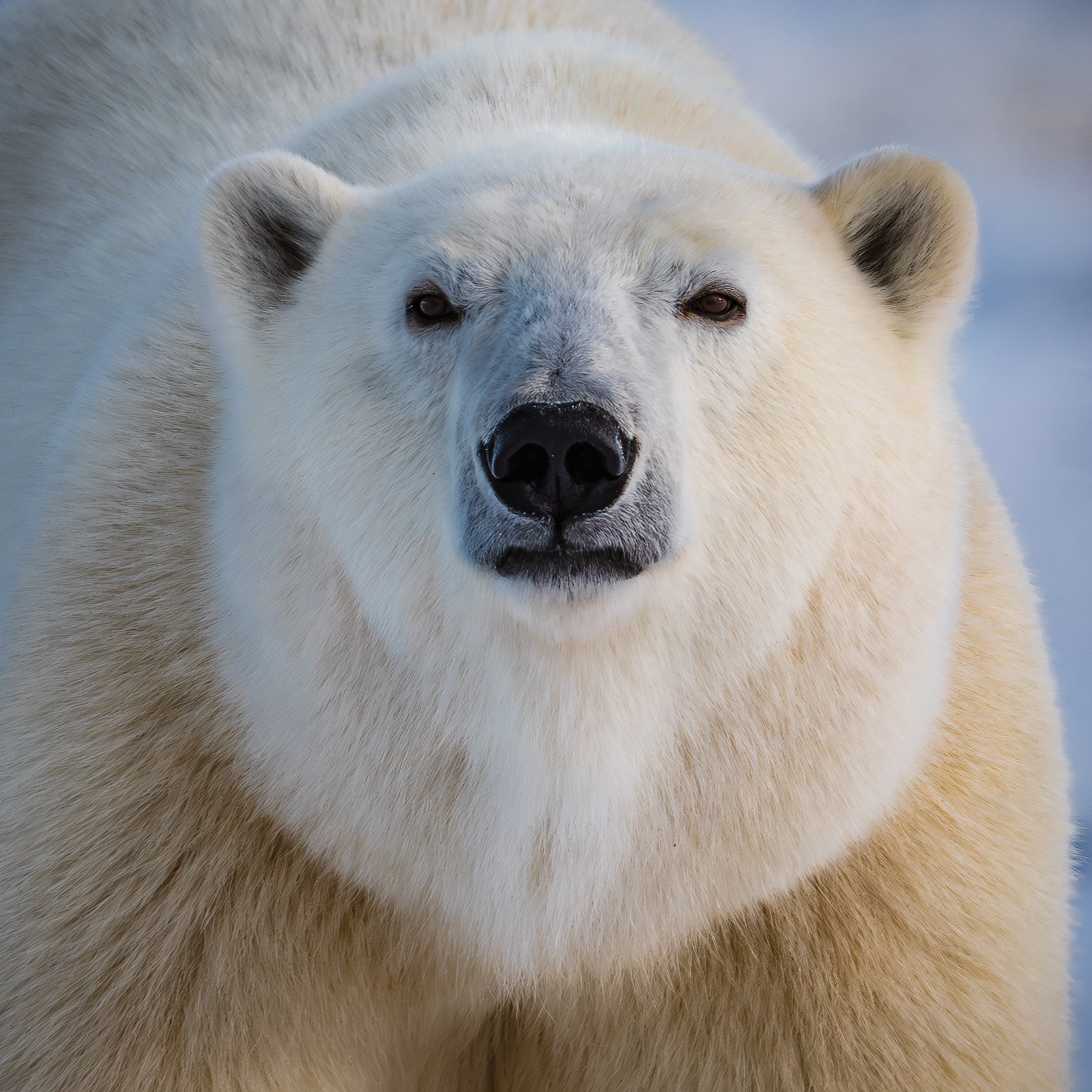 Nanook