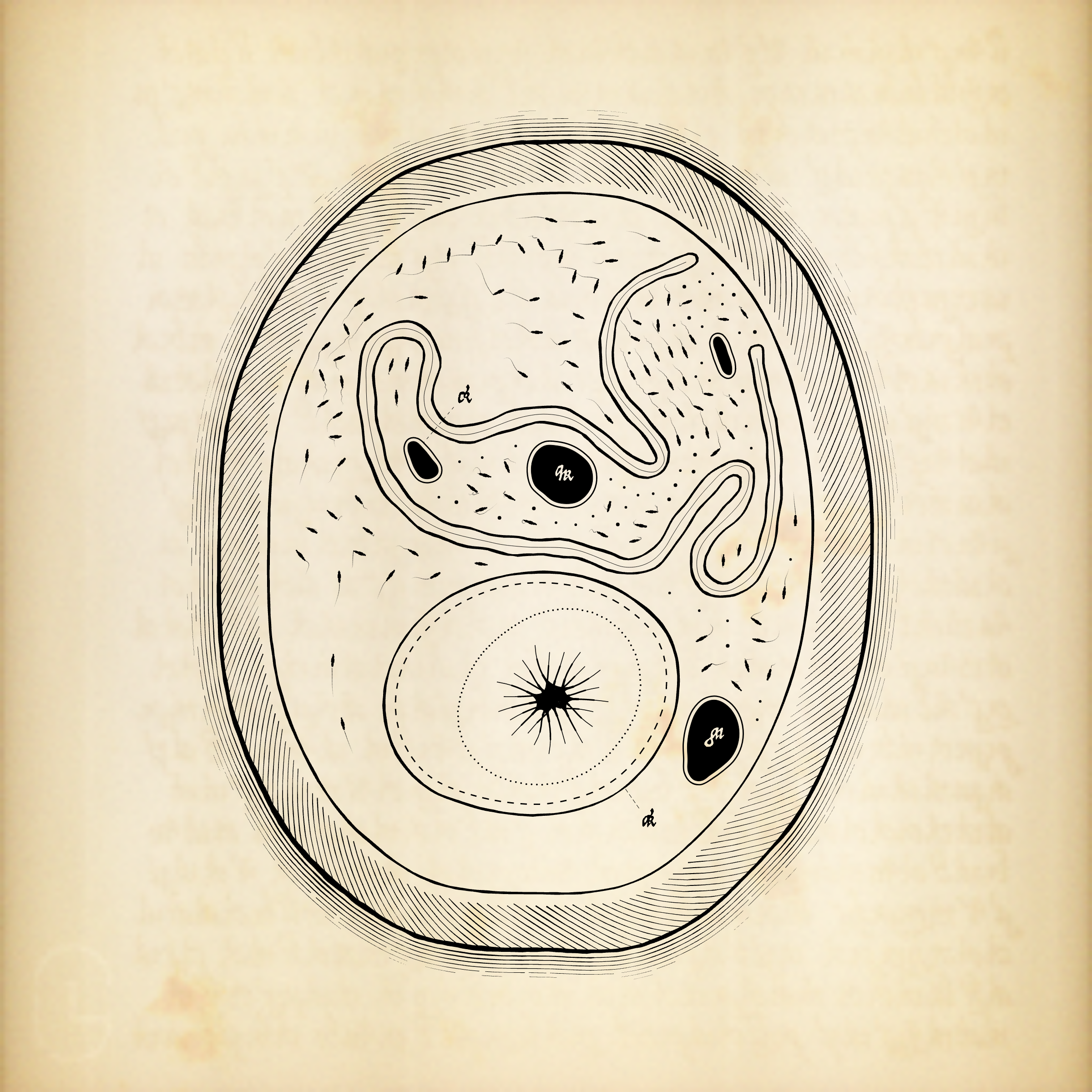 Cytographia #147