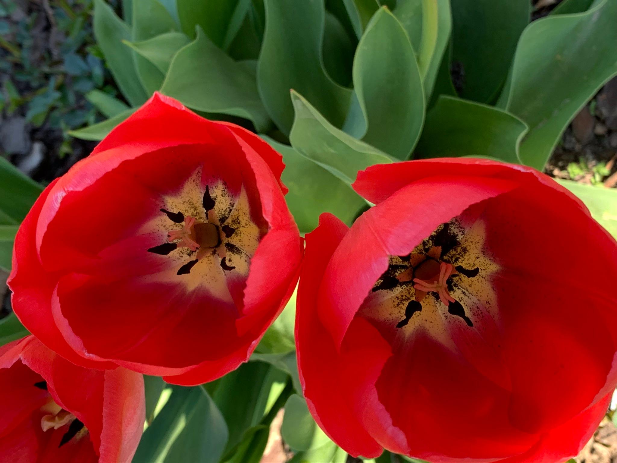Spring
