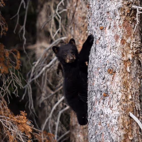 Black Bear Cub