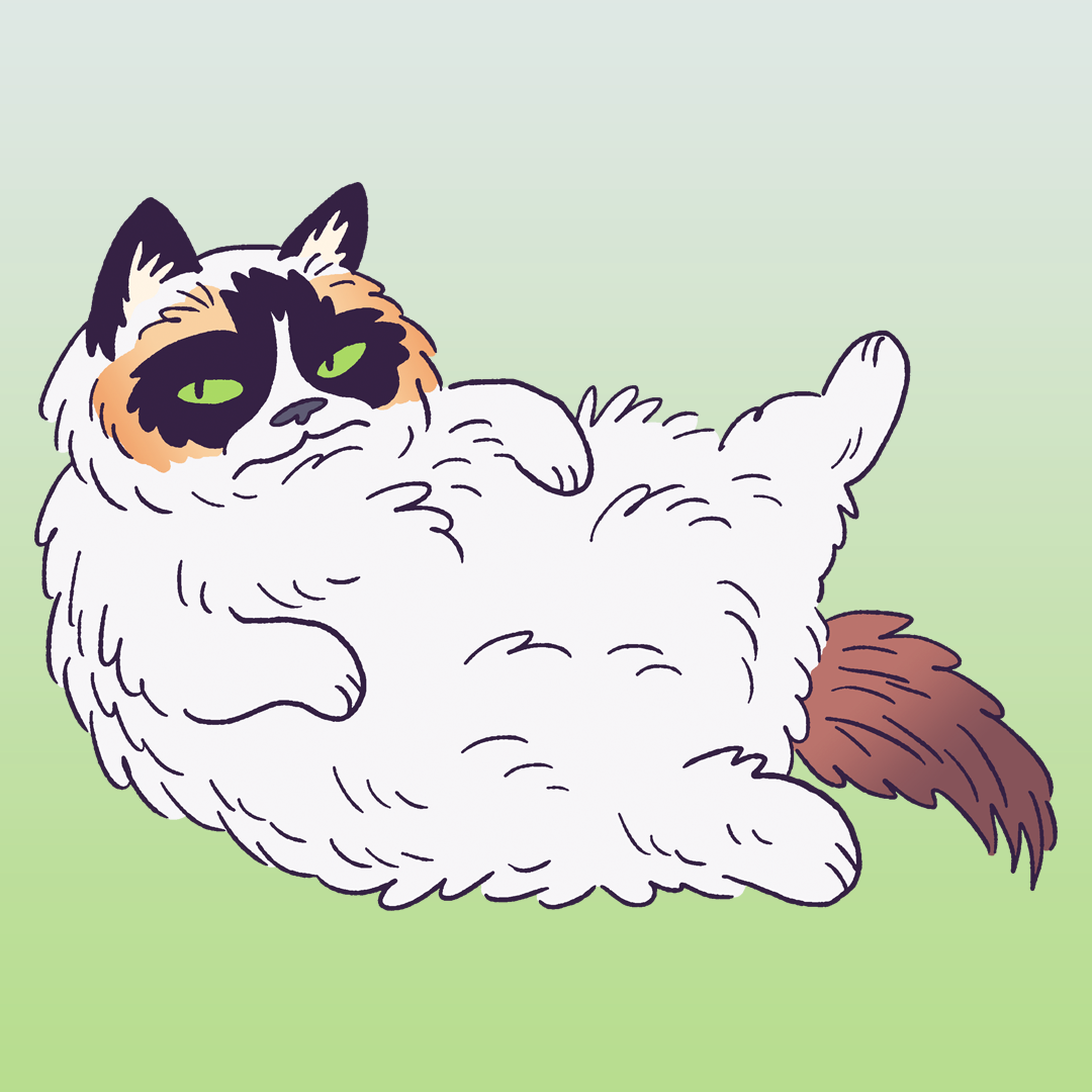 Ragdoll #1584