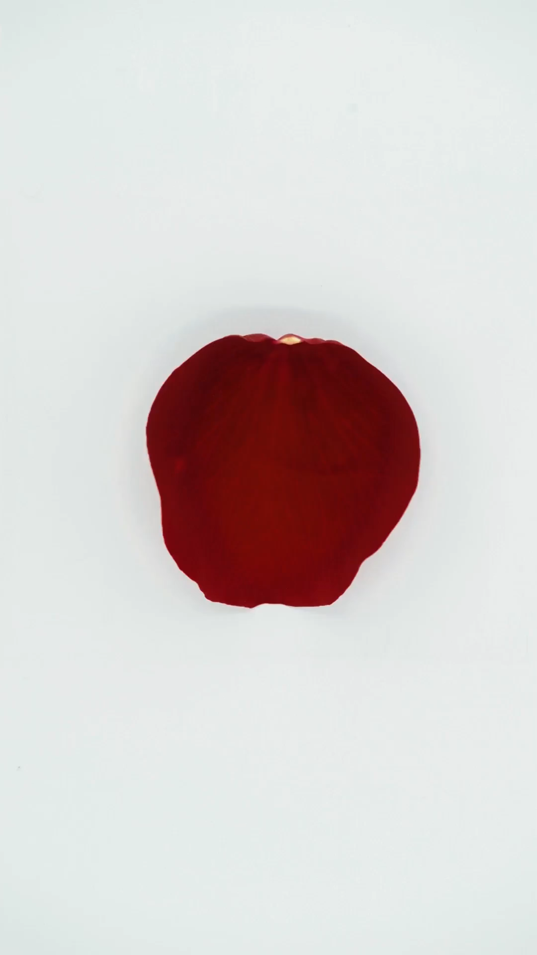 100,000 Rose Petals #12/83