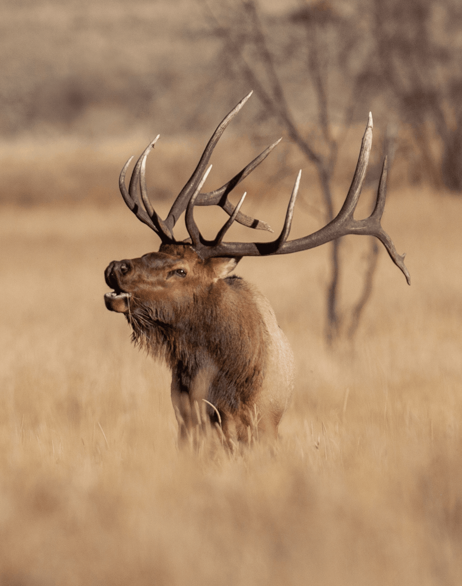 Balance #04 Elk 